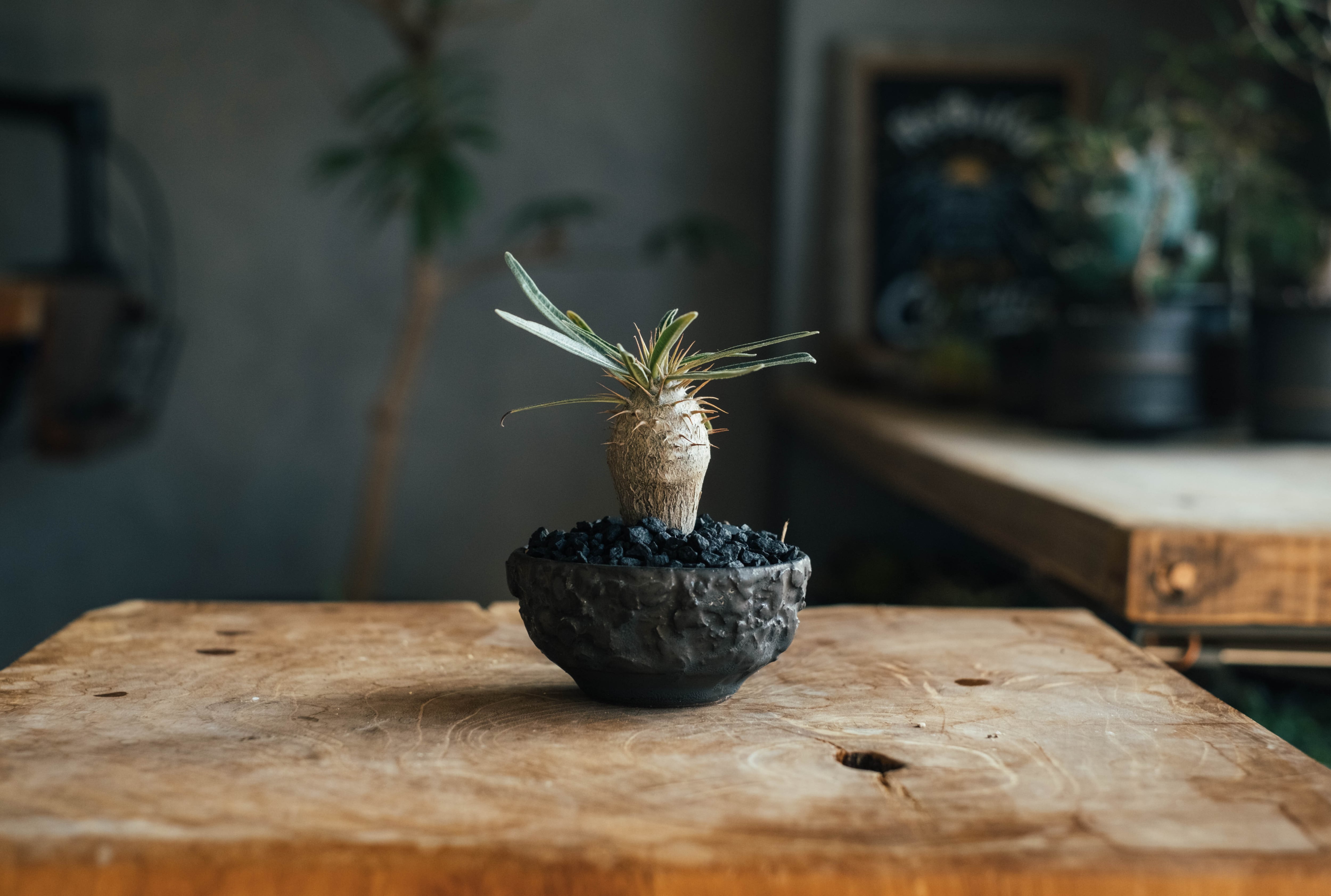 asphalt (S)- TOKYO BOTANICAL POT | TOKYO BOTANICAL LIFE