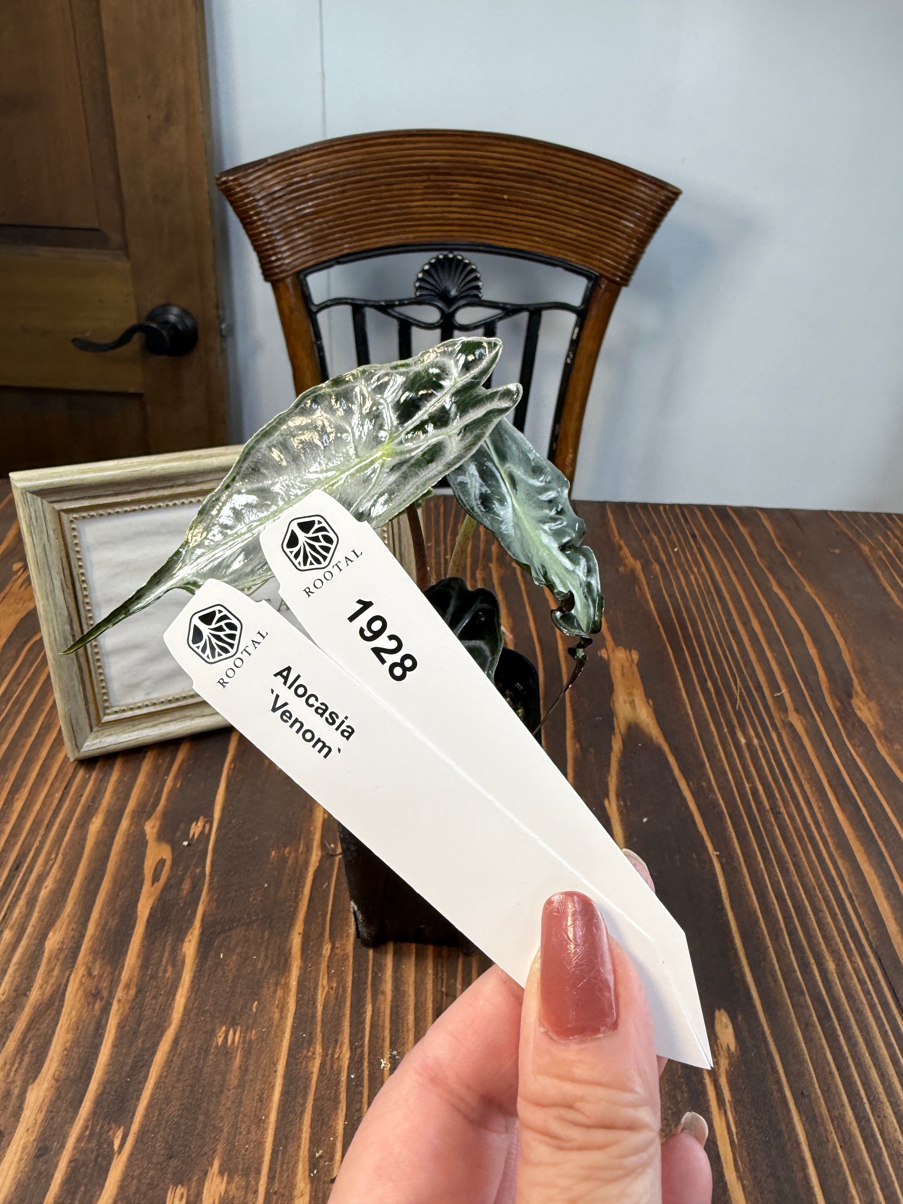 ヴェノム | ROOTALPLANTS