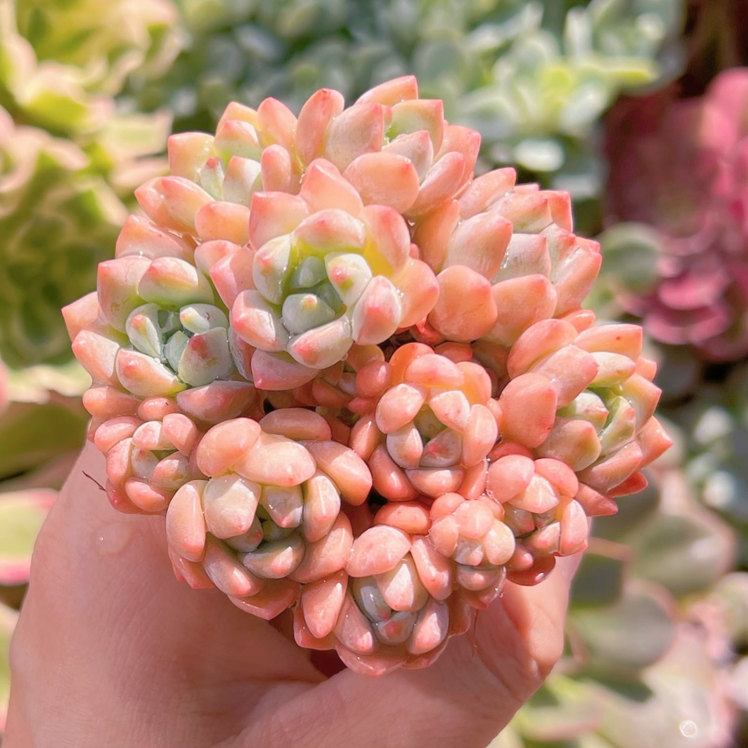 多肉植物 氷花12頭以上 新入荷 るる農園 | るる農園~多肉植物専門