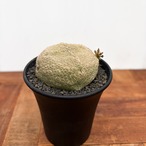 Pseudolithos cubiforme× migiurtinus【プセウドリトス・クビフォルメ×ミグウリチヌス】