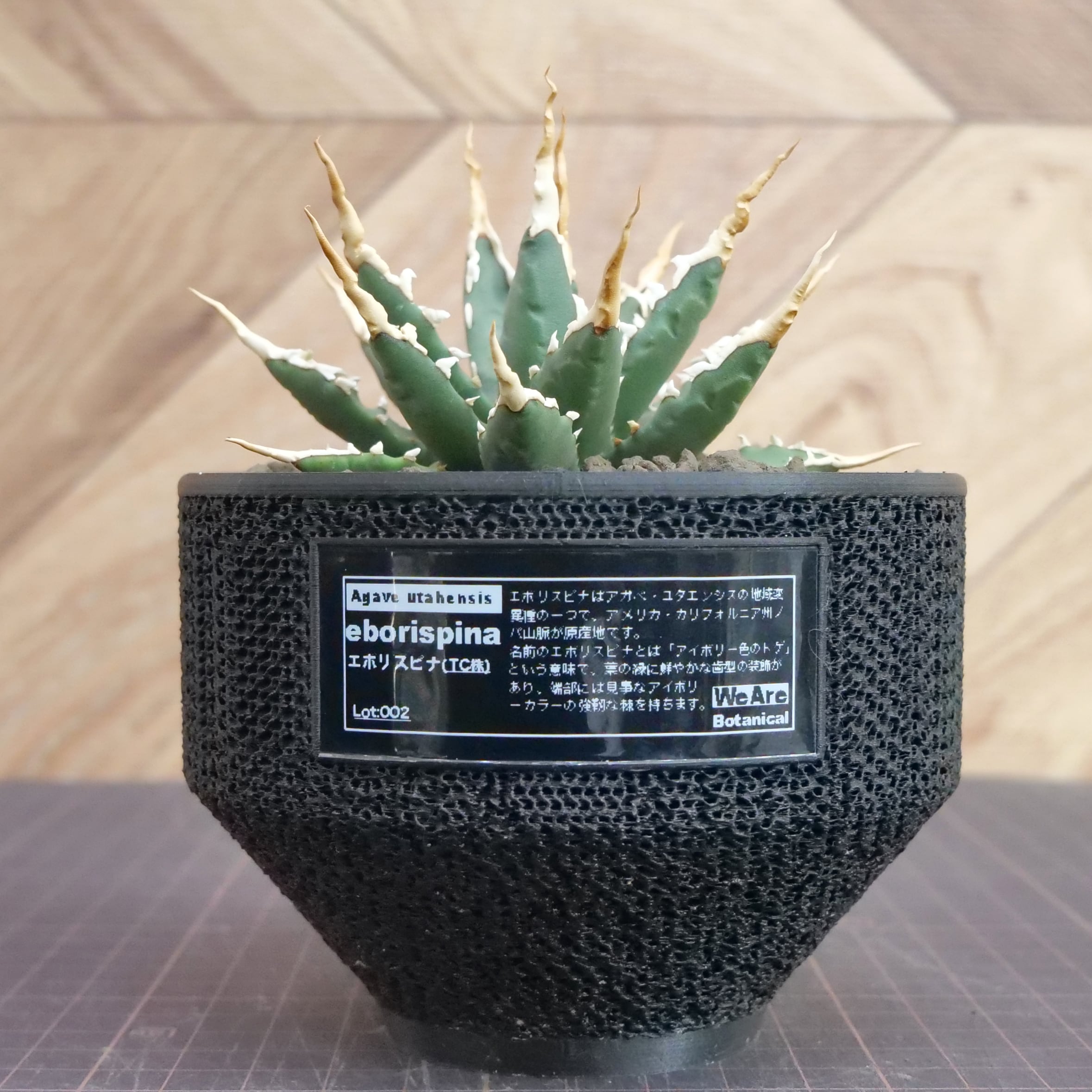 Agave utahensis eborispina アガベ エボリスピナ（実生3年） / 中株