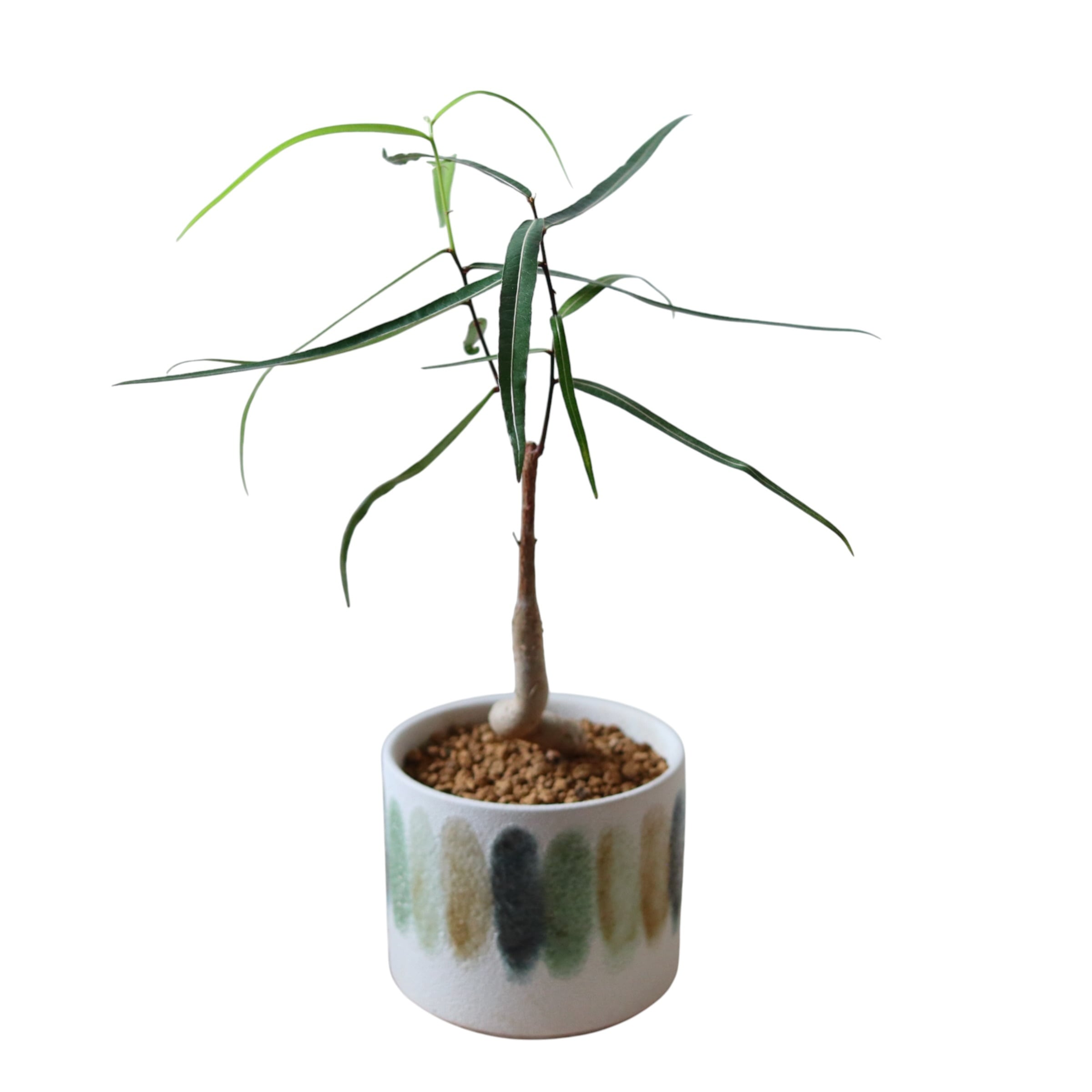 ボトルツリー(45cm)