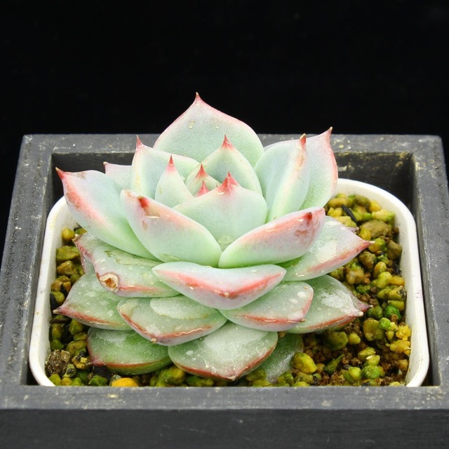 セクンダ　シチュ（選抜）02