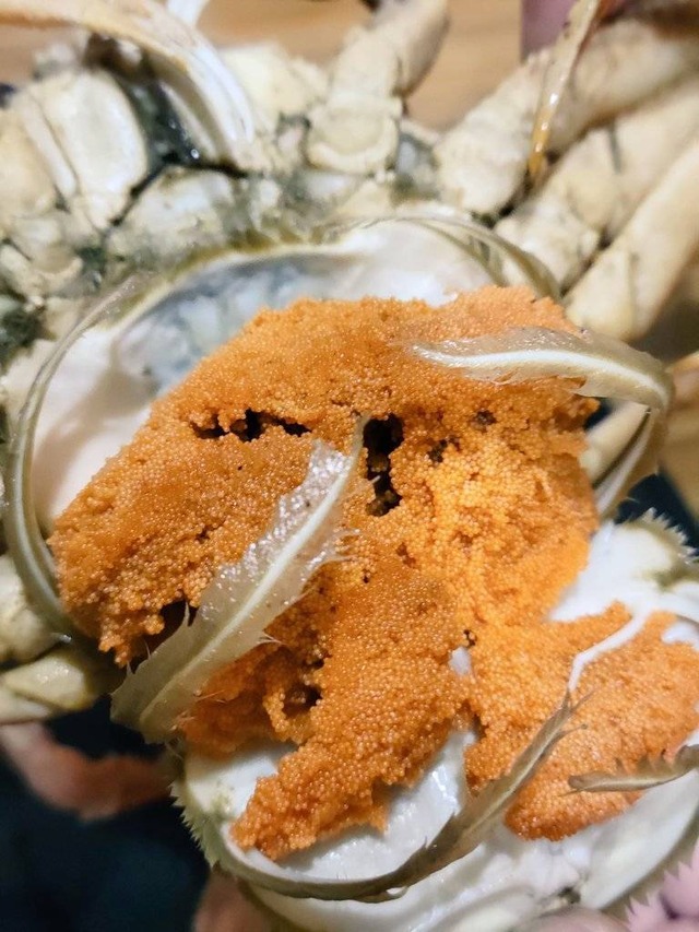 活 セコガニ （ズワイガニメス）5杯 鳥取県境港産 旬のカニ 期間限定 親ガニ セイコガニ 訳あり