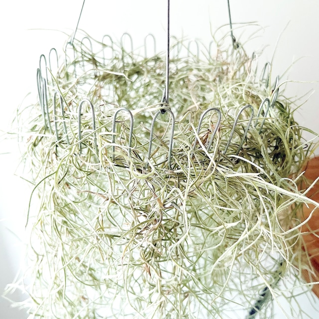 チランジア ウスネオイデス スパニッシュモス ループハンガー 観葉植物 calm cafe