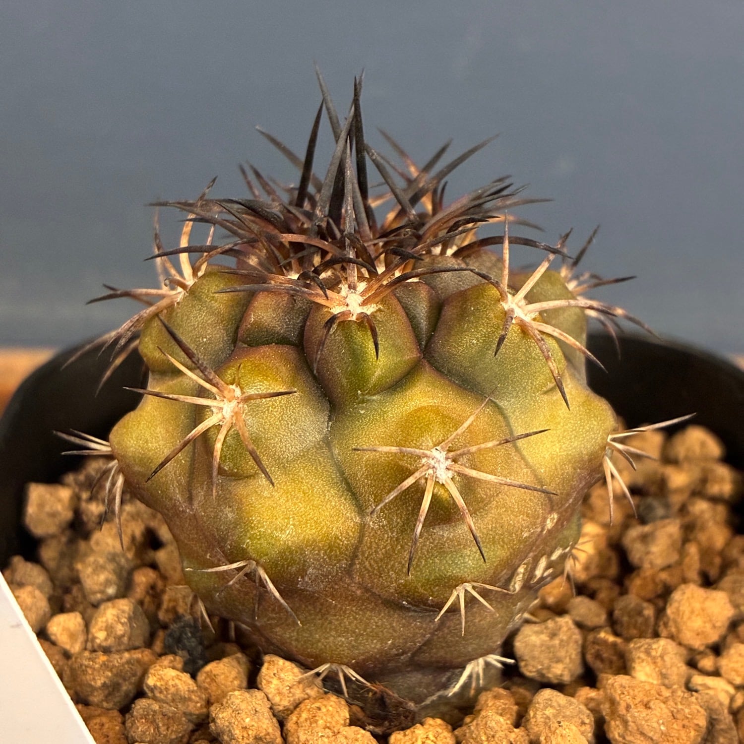 Copiapoa】サボテン コピアポア デュラ 銅羅丸実生【710】 | PROTOLEAF