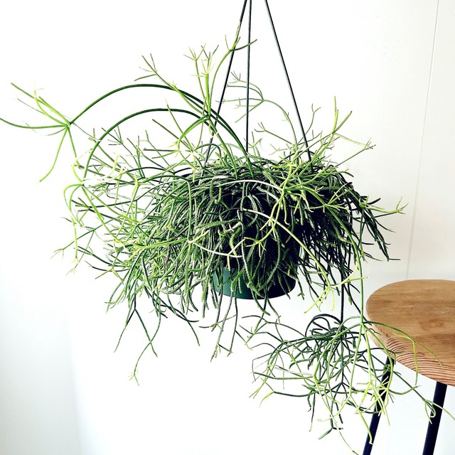 カフェのような空間へ アロカシア・エレーン｜希少種 観葉植物 calm cafe