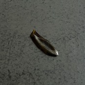 硅砂組 - 散華