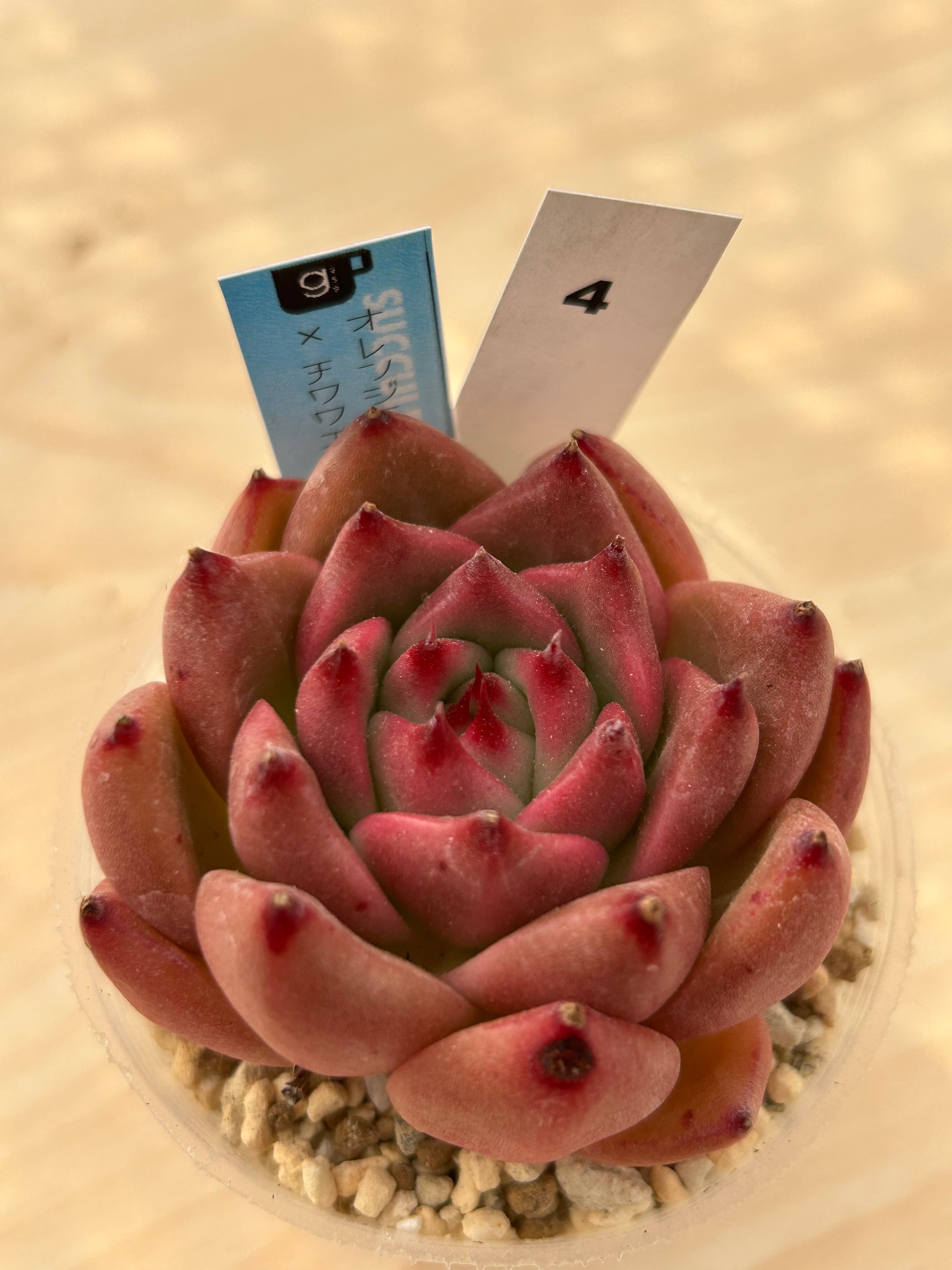 輸入苗 ☆オレンジモンロー × チワワエンシスNo.4