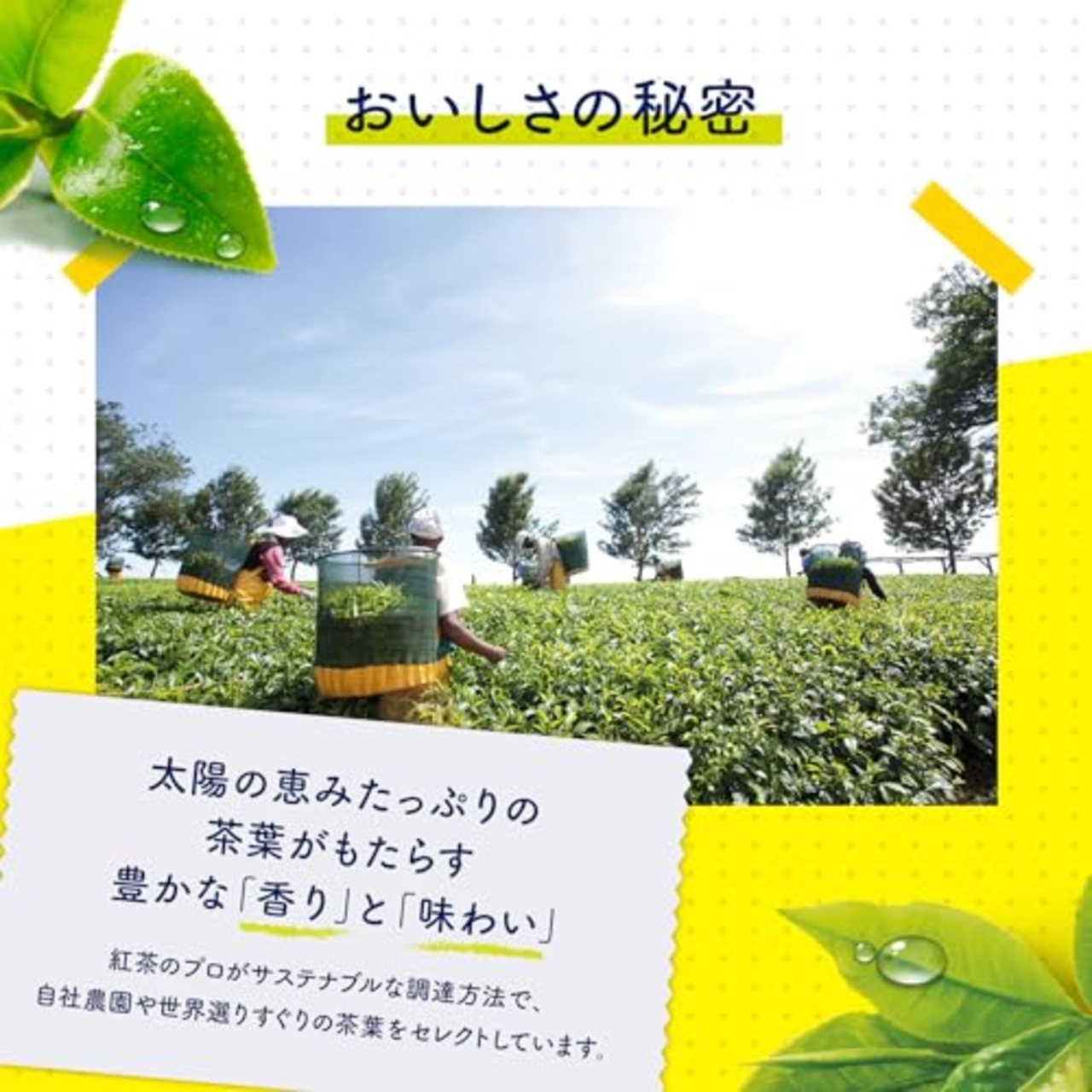 リプトン紅茶 イエローラベル 50 [紅茶 ティーバッグ] 2.0gx50袋