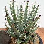 Aloe erinacea【アロエ・エリナケア】