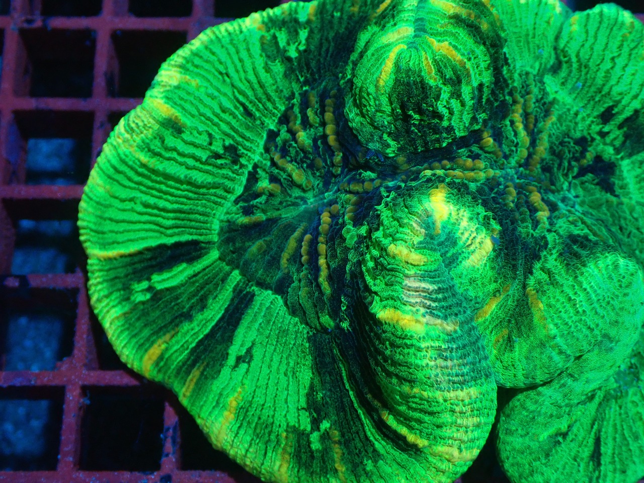 【現地買付】Trachyphyllia geofroy From Makassar