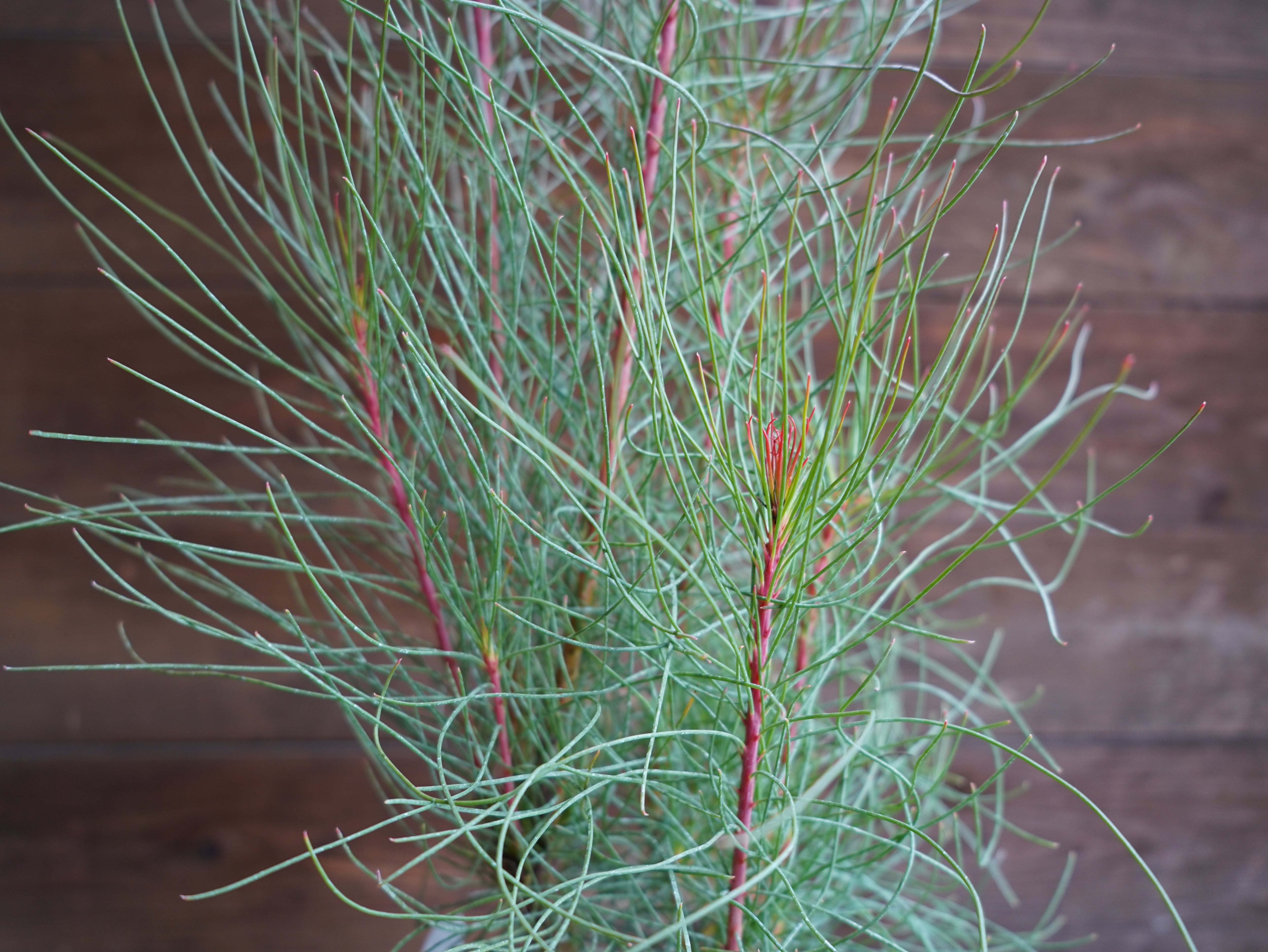 【現物】オーラックス　カンセラータ　”ブロンズヘイズ”　C