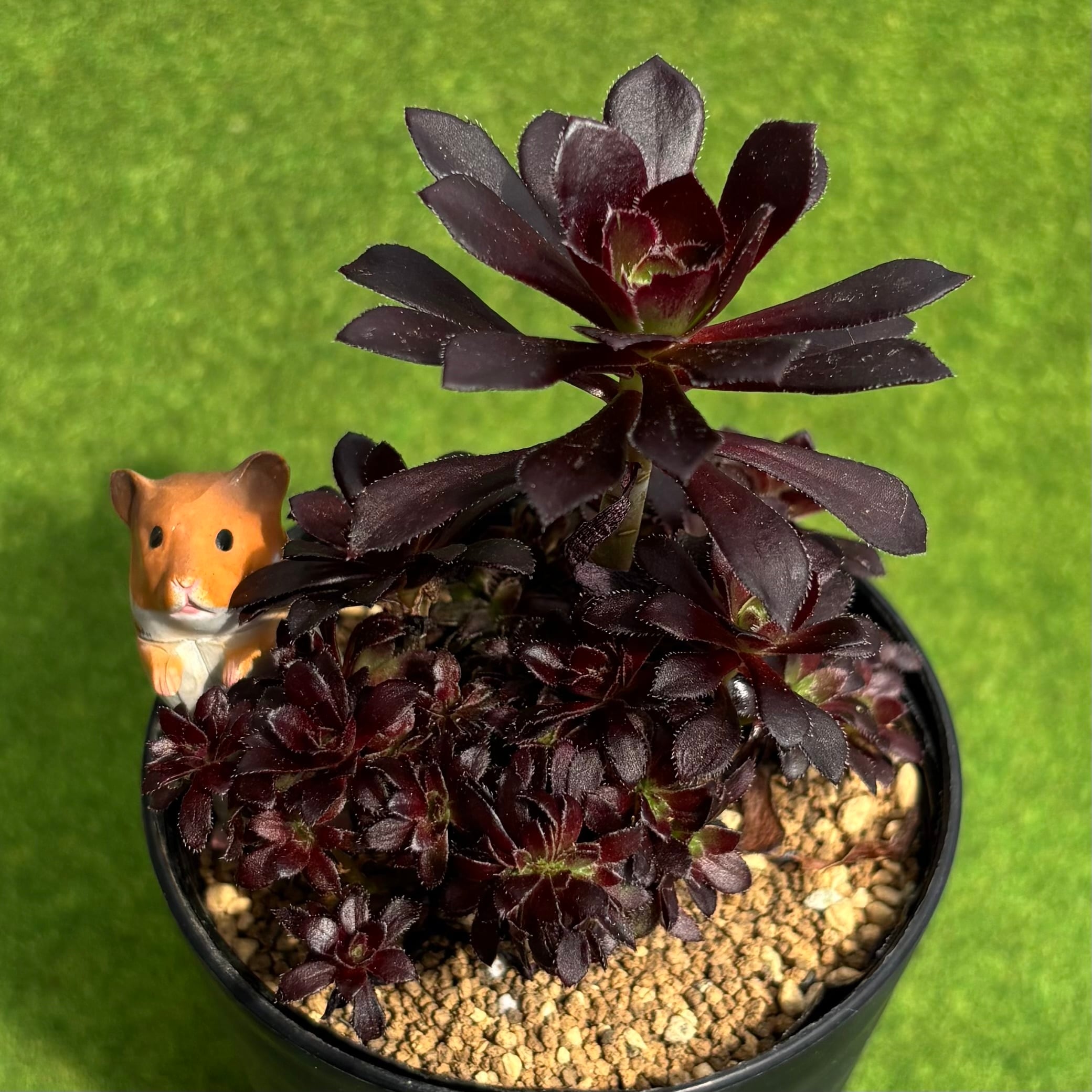 レッドデビル 大サイズ | 多肉植物 豆彦商店