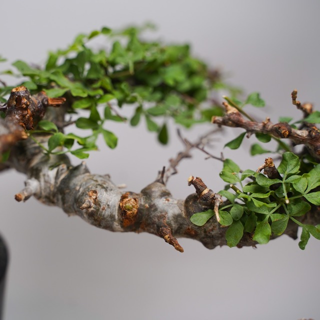 F26 コミフォラ SP エイル  発根済み 現地球 ソマリア産