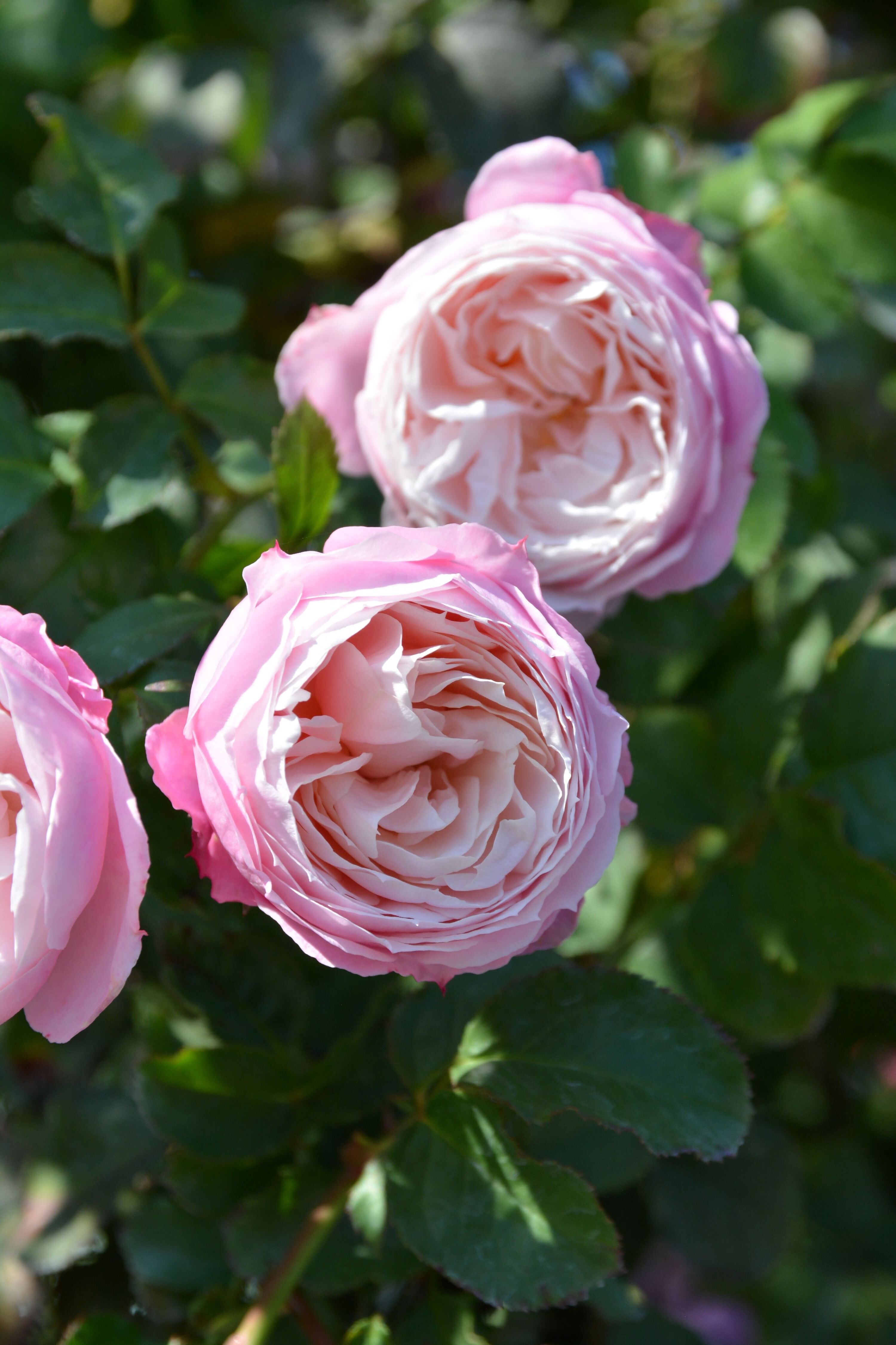 バラ大苗 <ロサ・オリエンティス・プログレッシオ> ピルエット 7号鉢