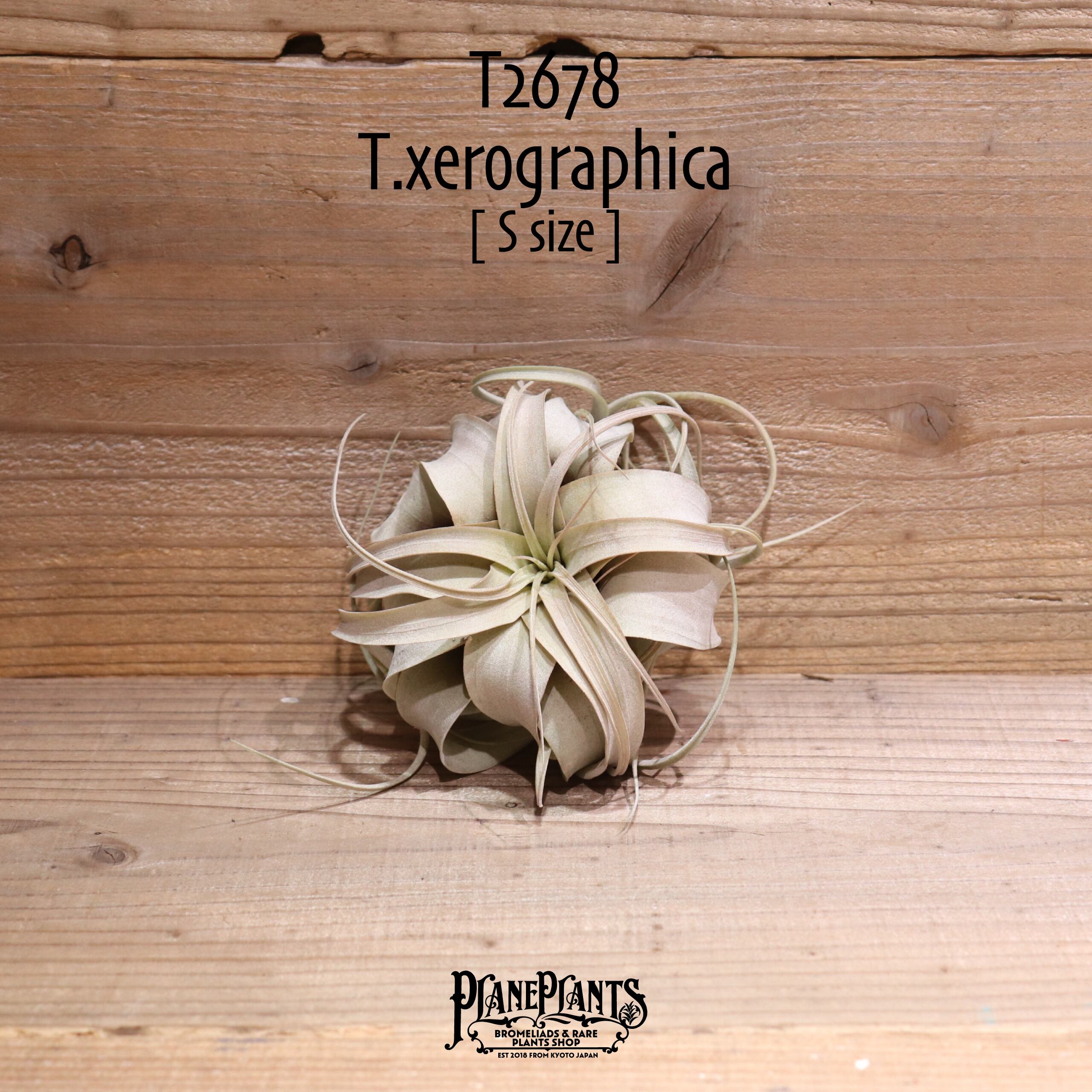 【送料無料】キセログラフィカ S〔エアプランツ〕現品発送T2678