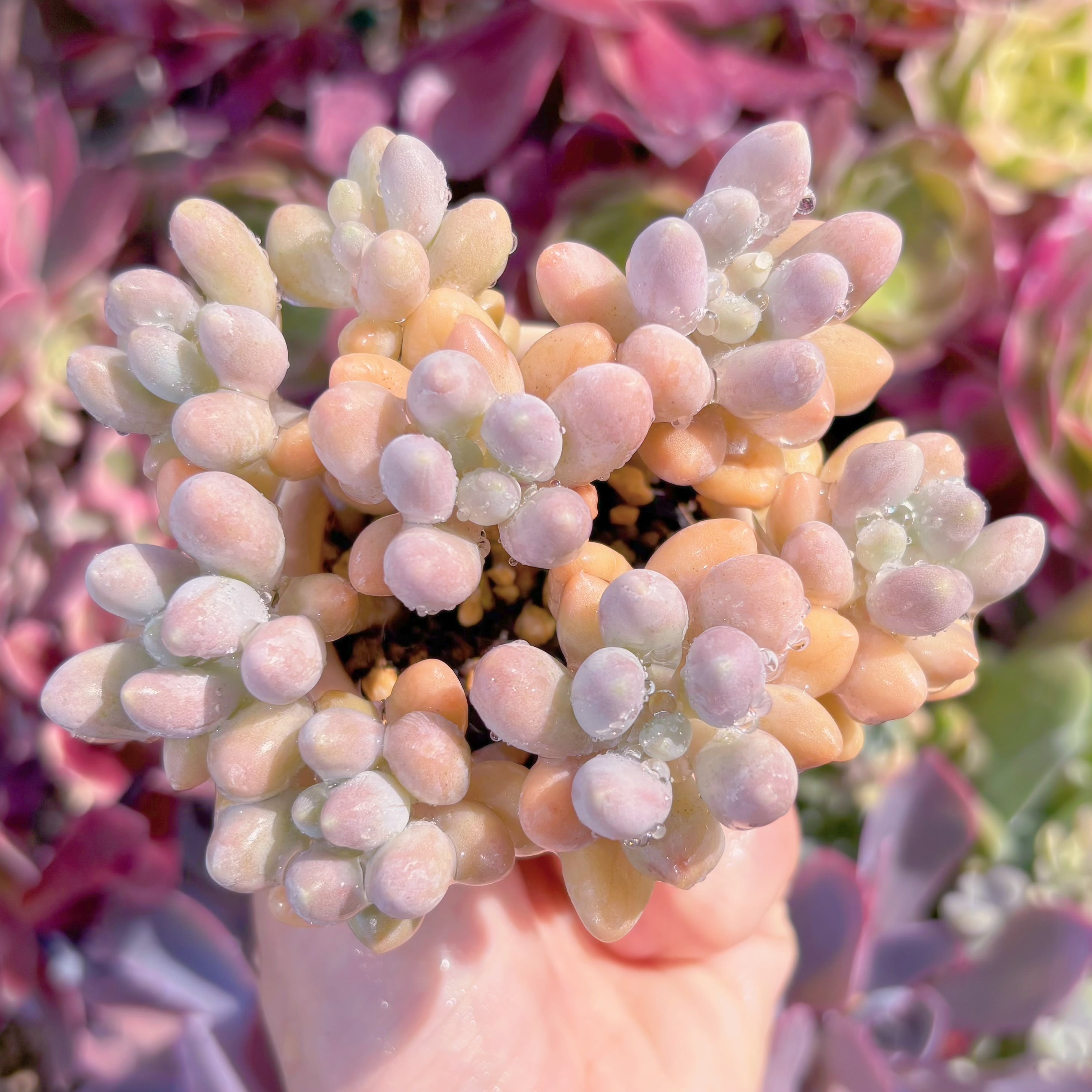 現品　ベビーフィンガー#669　るる農園