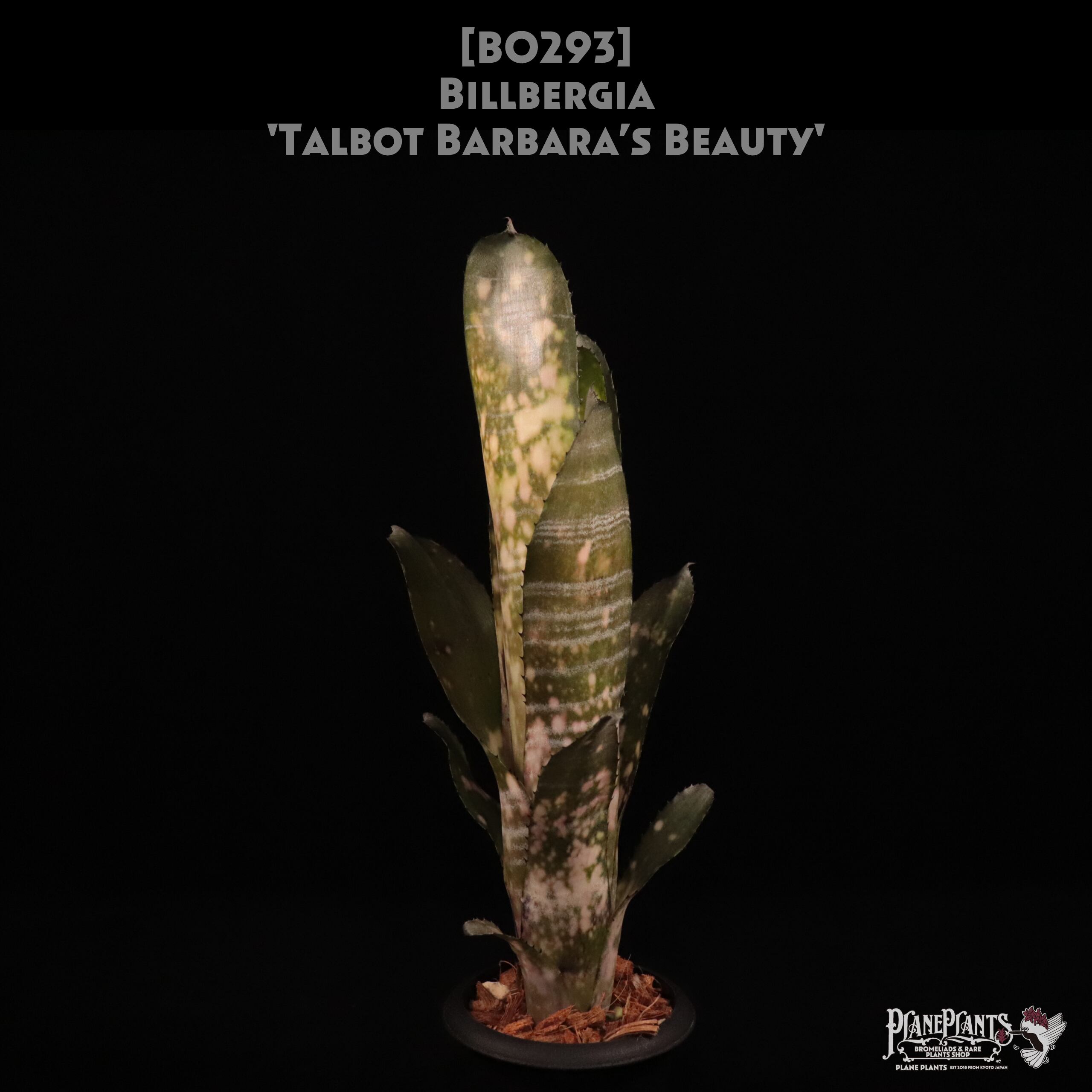 送料無料】Billbergia 'Talbot Eve'〔ビルベルギア〕現品発送B0173