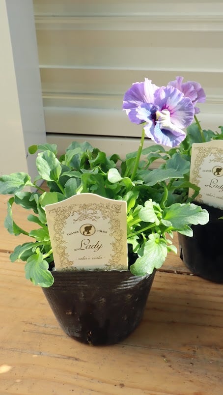 ビオラ『レディ』 3号ポット 1苗 寄せ植え 花 | サクシフォン|花で