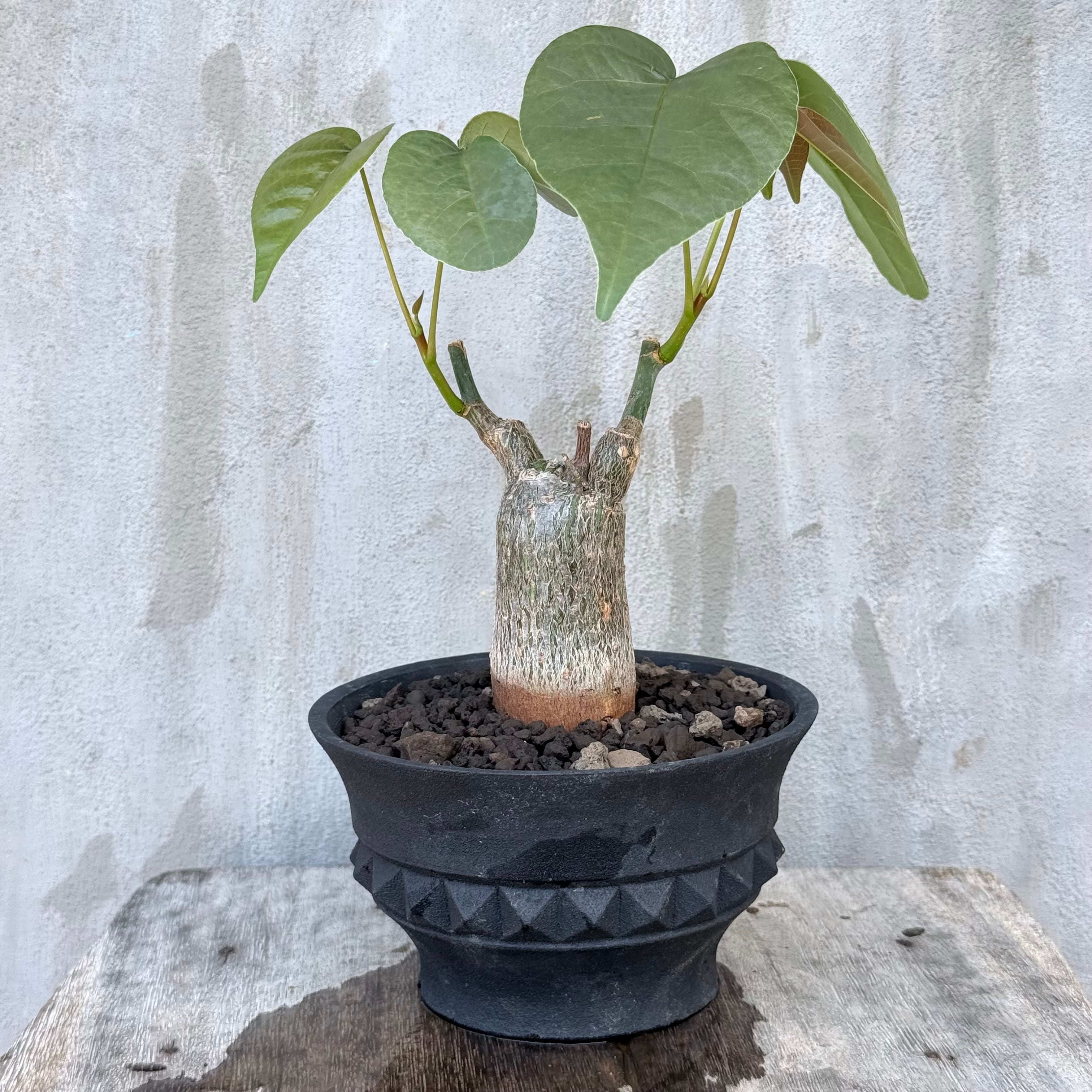 植物】コミフォラ モンストローサ 実生株<1> | A-PLANTS