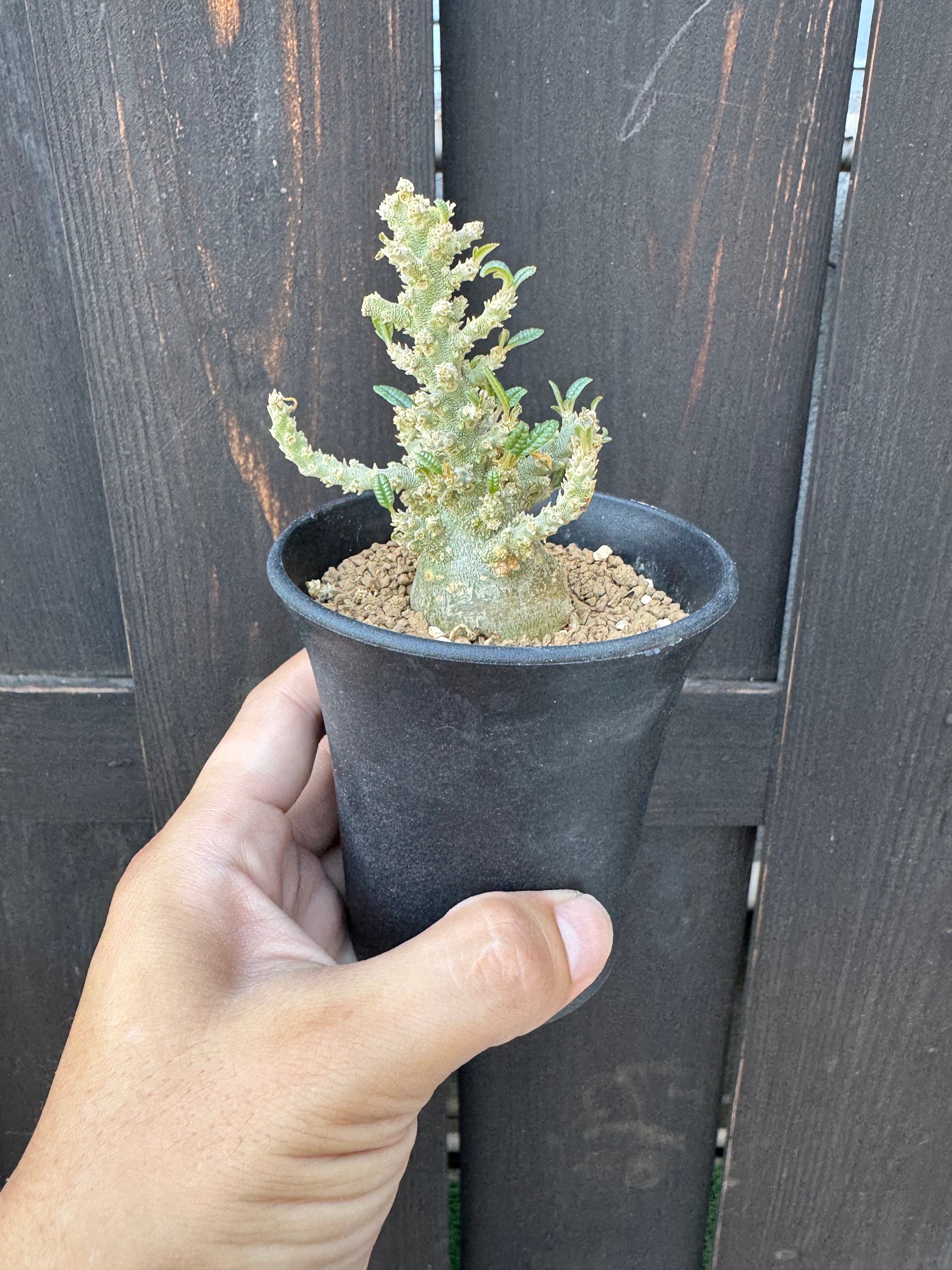 た*お様 実生株　ドルステニア　ギガス　ブラータ 極上品】Dorstenia gigas f. bullata 【ぷっくり小さなギガスの最高峰