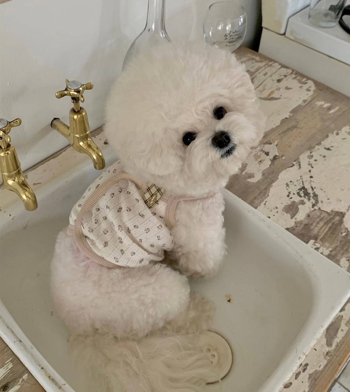 【seenii】pipo! crop top (beige)