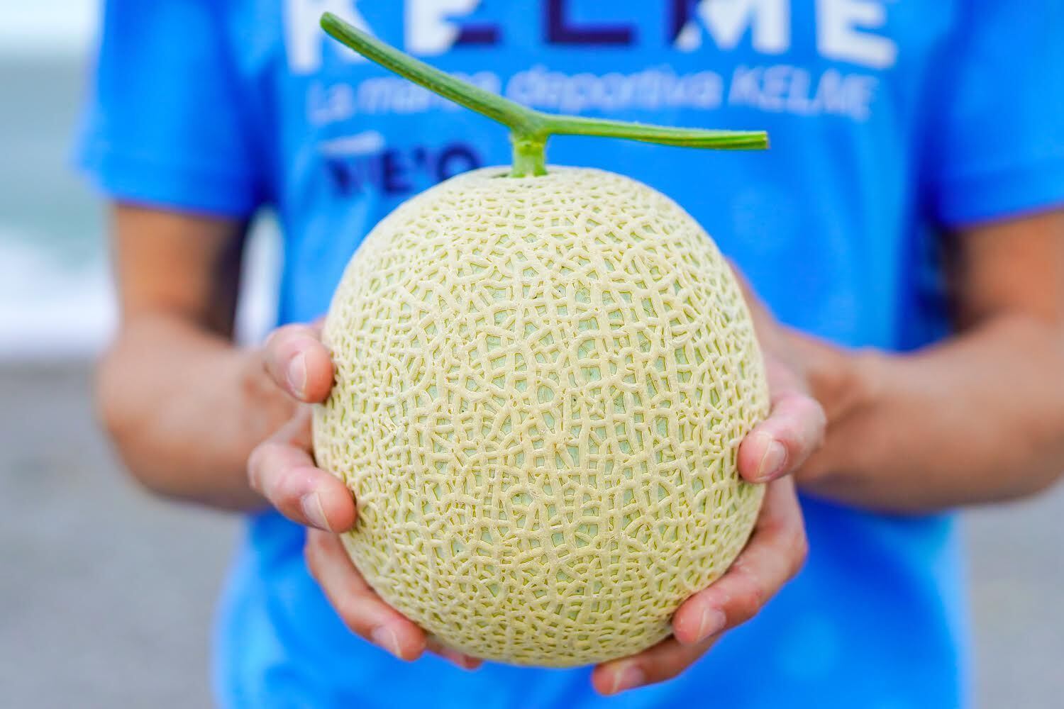 1月中旬お届け メロン1玉入（送料込）※1玉1.4kg以上 | 近澤メロン