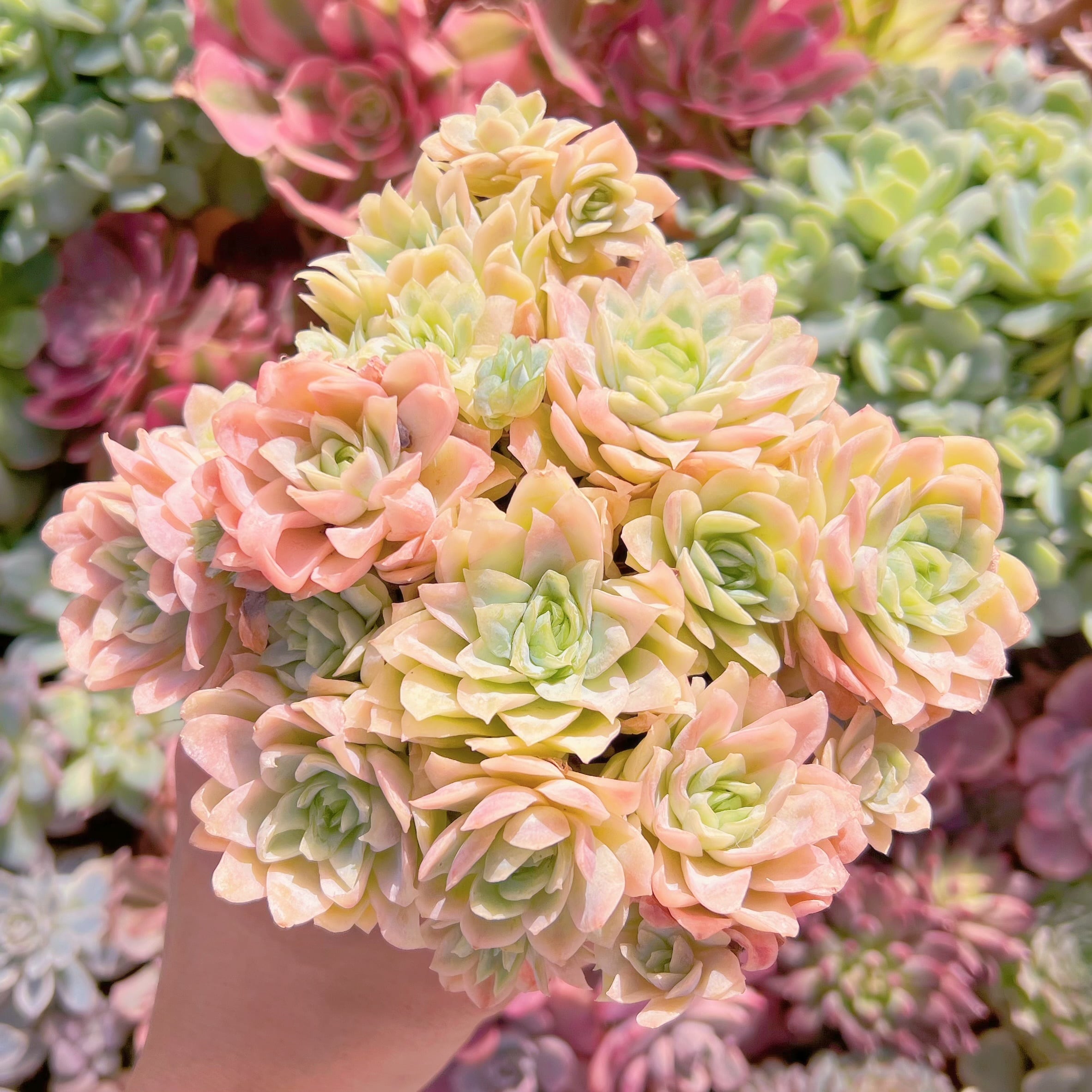 現物　クィーンローズ覆輪錦#703　特大群生　新入荷