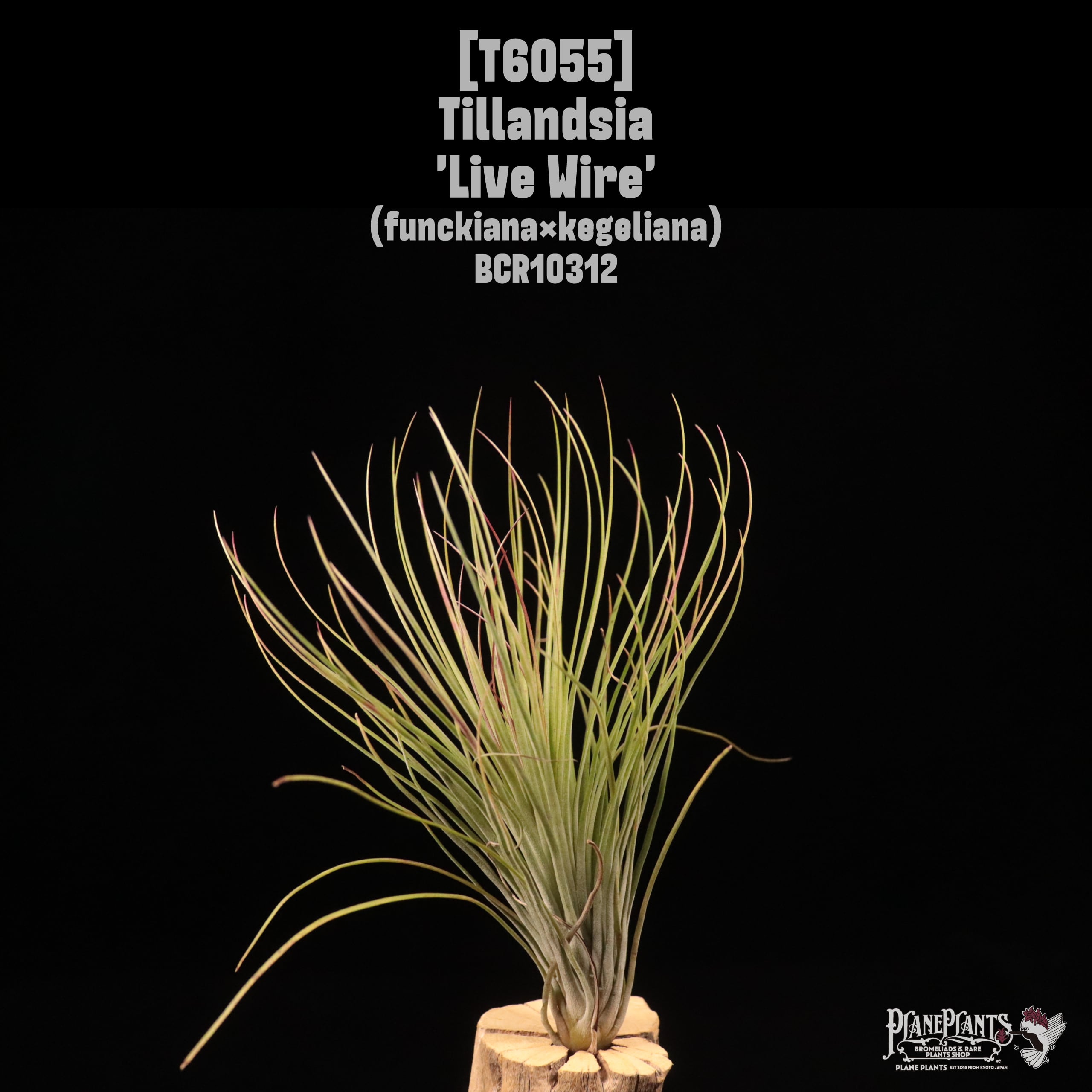Tillandsia 'Live Wire'〔ティランジア〕T6055