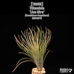 Tillandsia 'Live Wire'〔ティランジア〕T6055