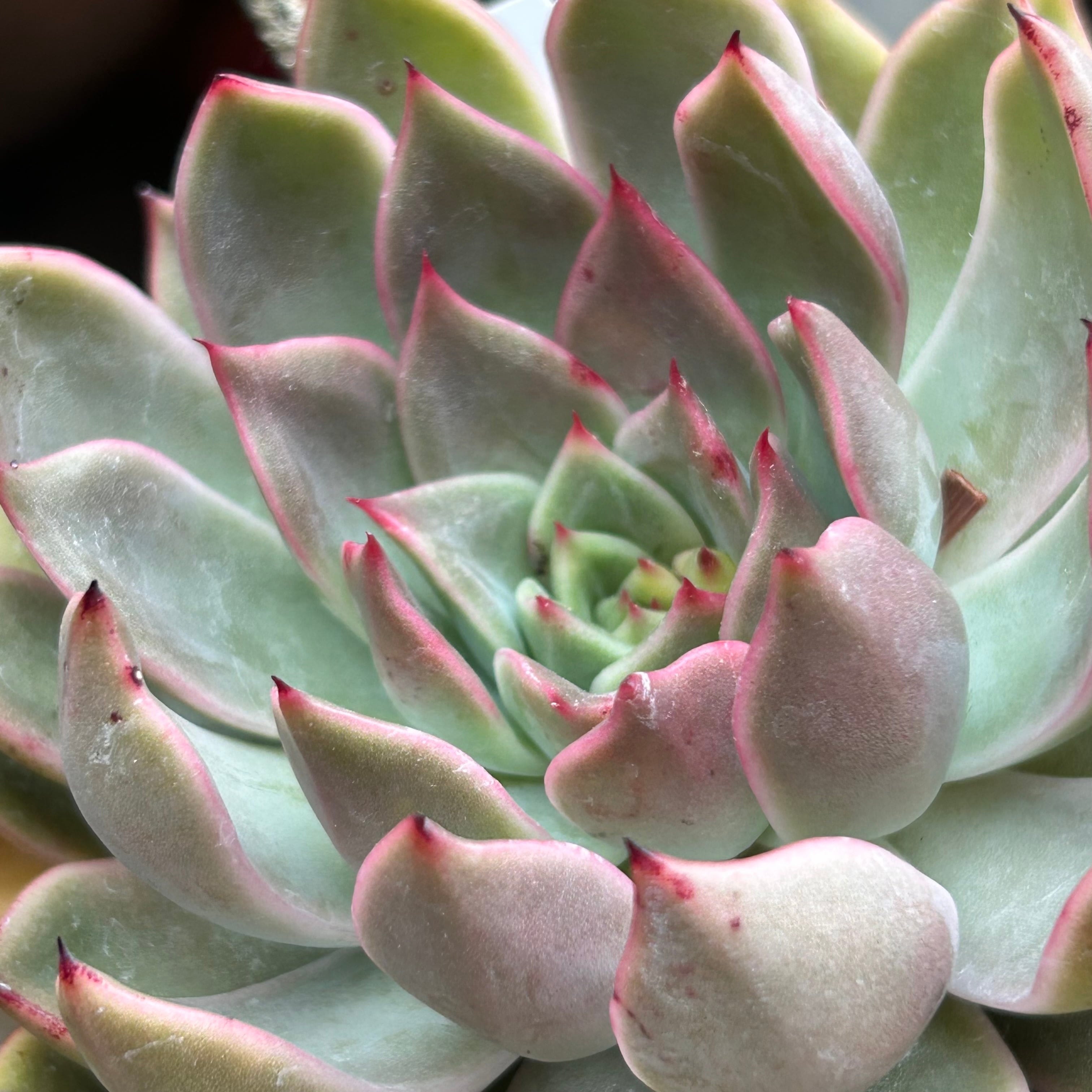 紅香妃 | RuPo 多肉植物専門店