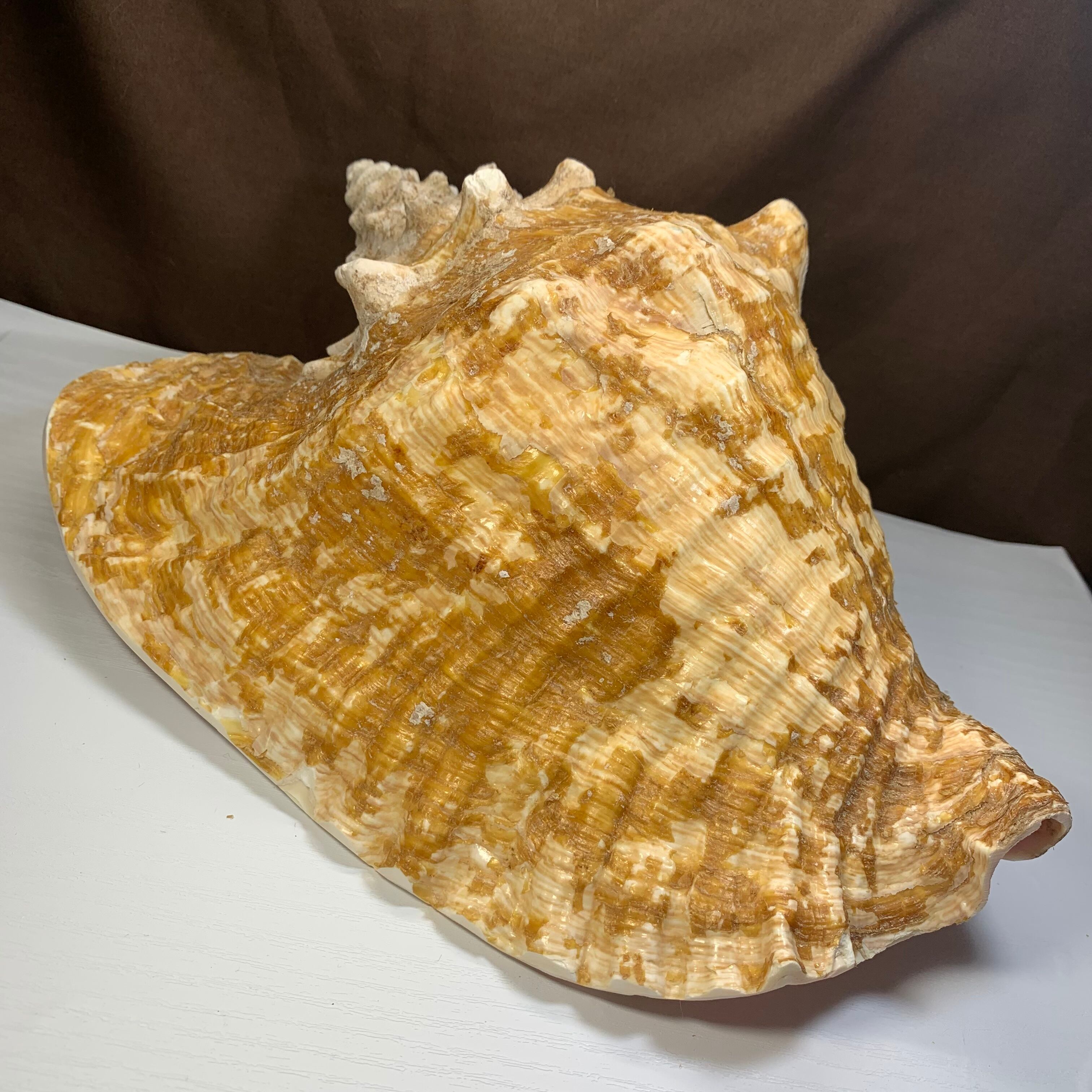 2.クイーンコンクシェル貝母・貝殻 | Pay ID