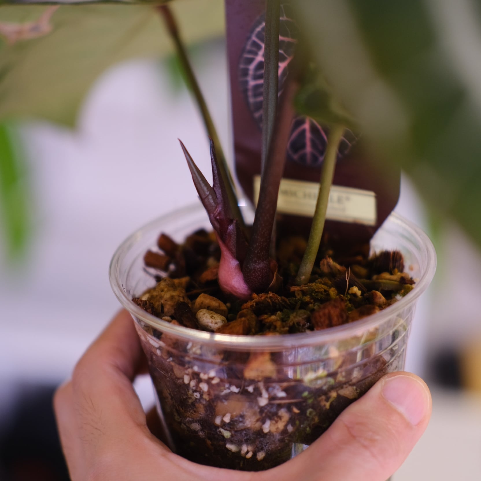 正規タグ】Anthurium 'Michelle' by DOC BLOCK│アンスリウム