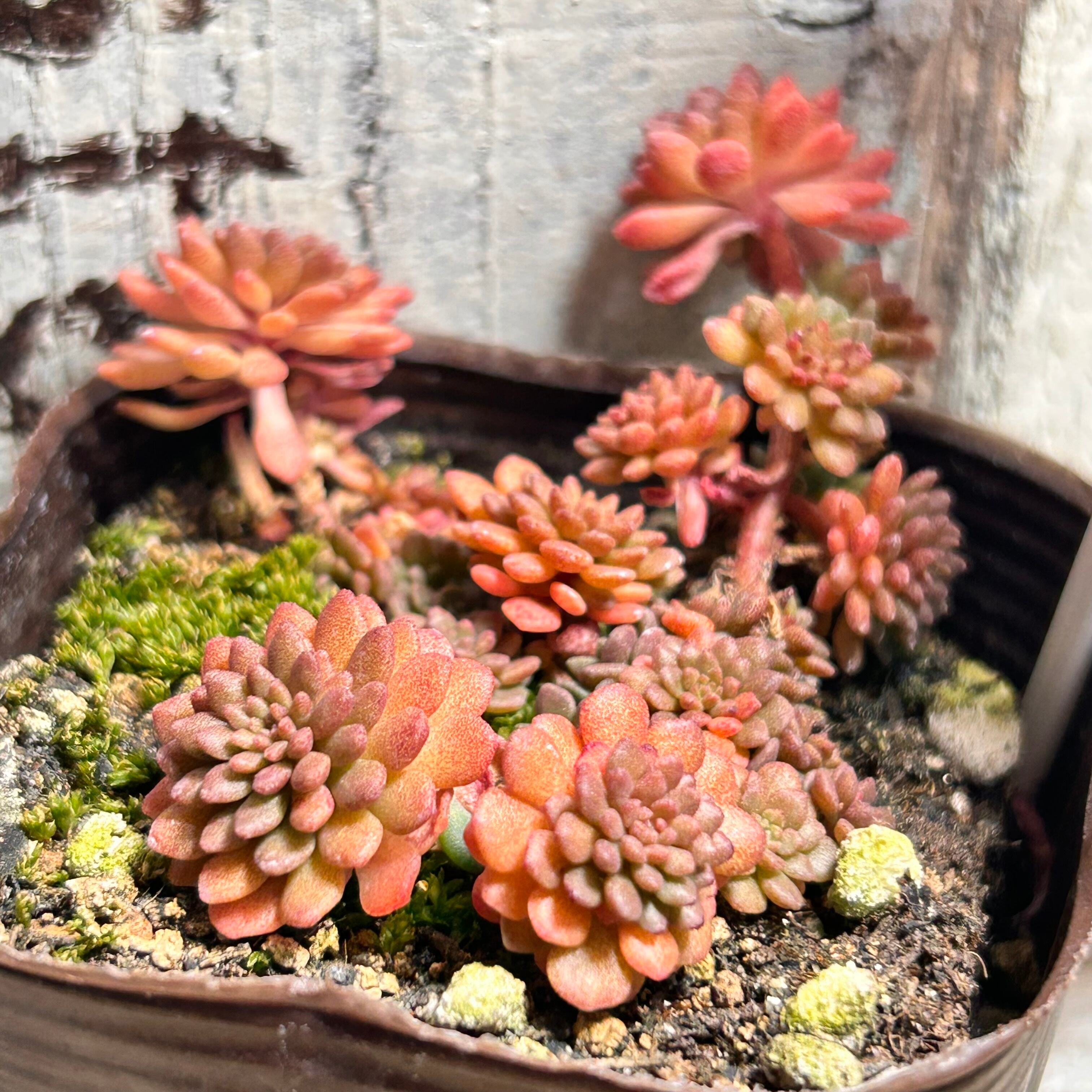 セダム | RuPo 多肉植物専門店