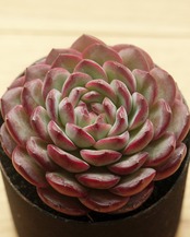 カット苗 ストロベリーアーモンド Echeveria 'Strawberry Almond'