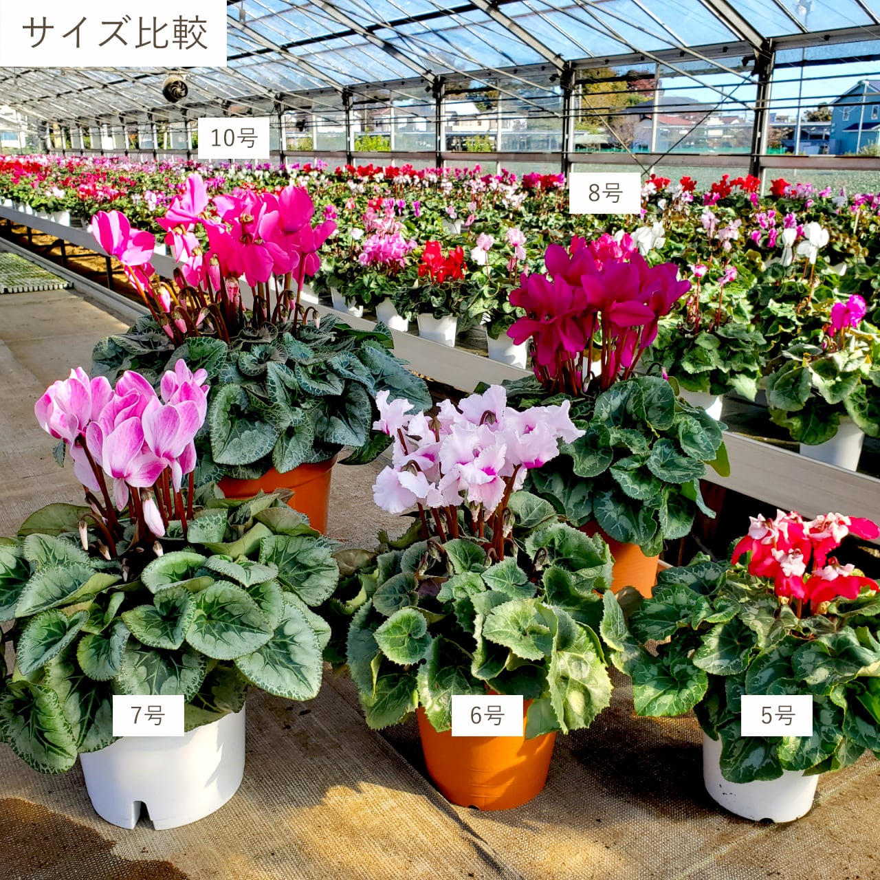 シクラメン苗　シクラメン　2株セット　鉢ごと発送 シクラメン2ヶセット（5号鉢） | 吉重園芸