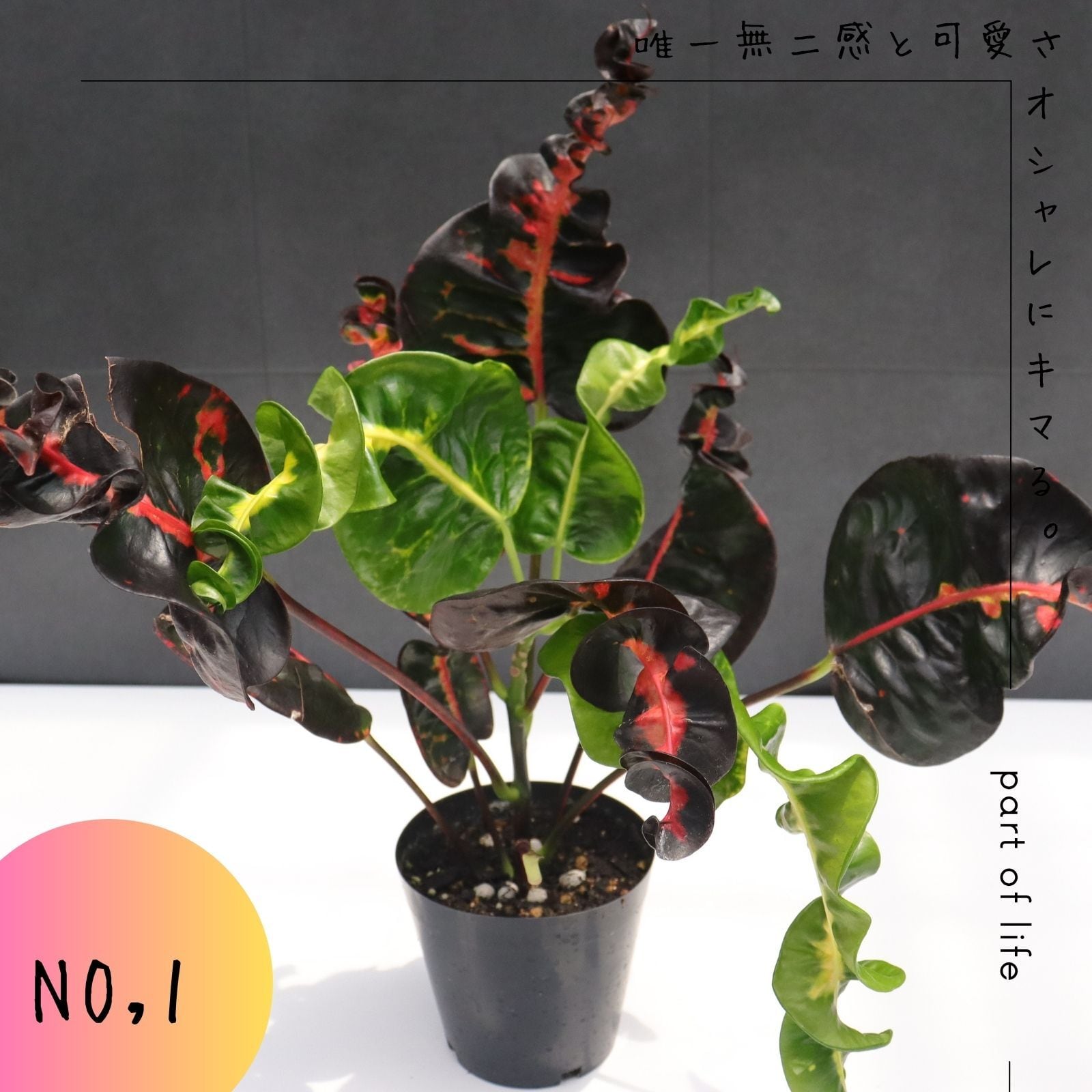 希少 クロトン プランティップ prang thip 卓上サイズ 観葉植物 熱帯