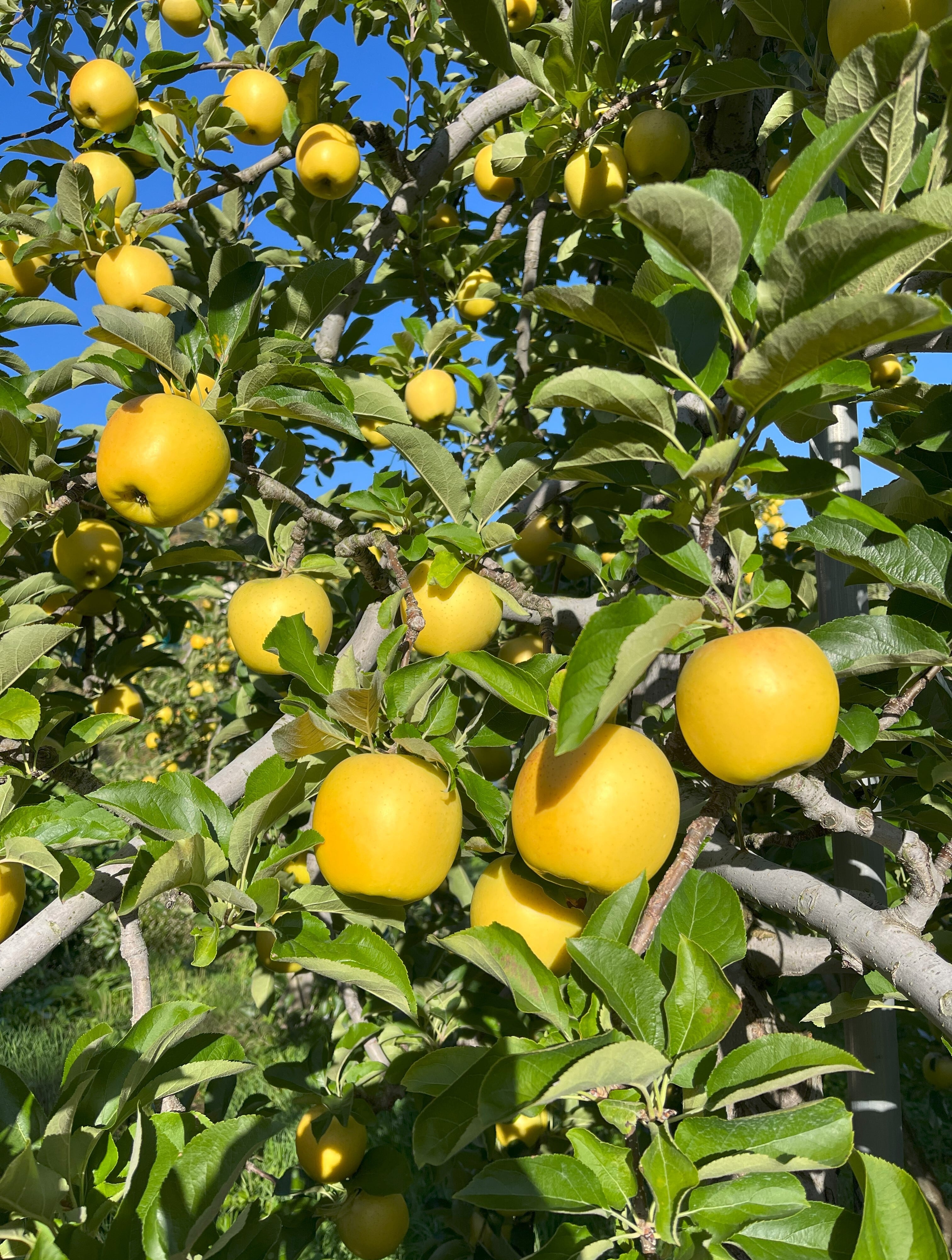 シナノゴールド家庭用　5kg