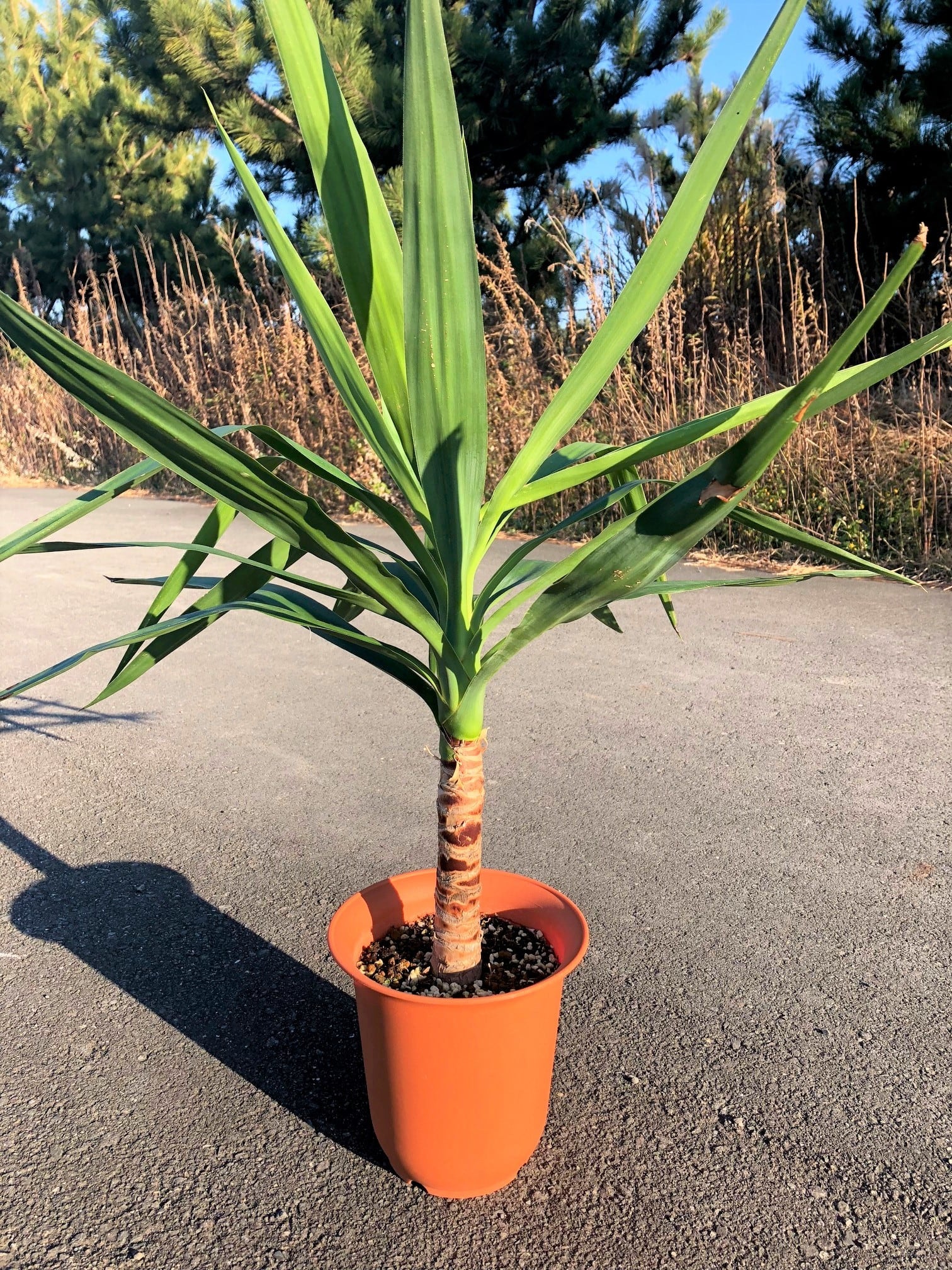 Yucca elephantipes ユッカ エレファンティペス　青年の木 | plants MARU ー 多肉植物・サボテン・園芸グッズのお店 ー  powered by BASE