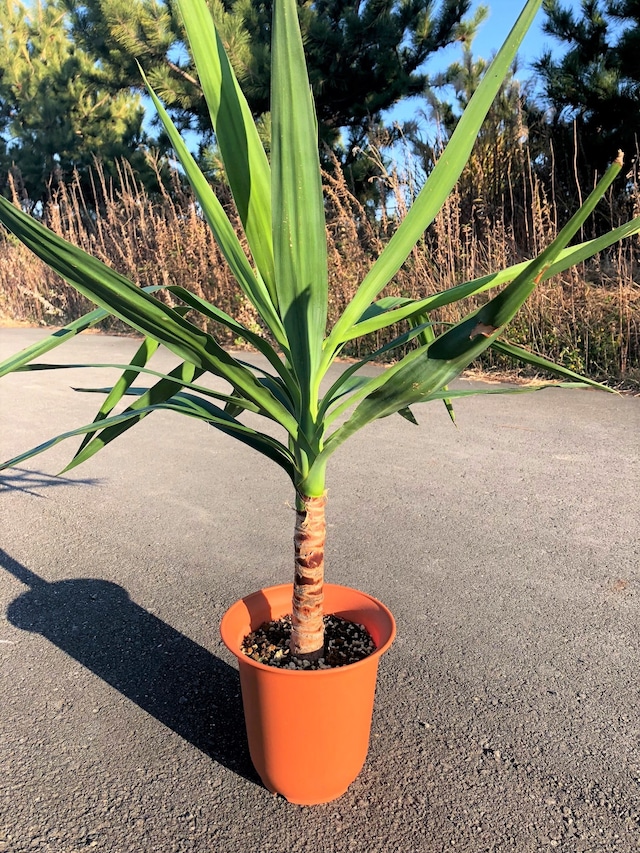 Yucca elephantipes ユッカ エレファンティペス　青年の木