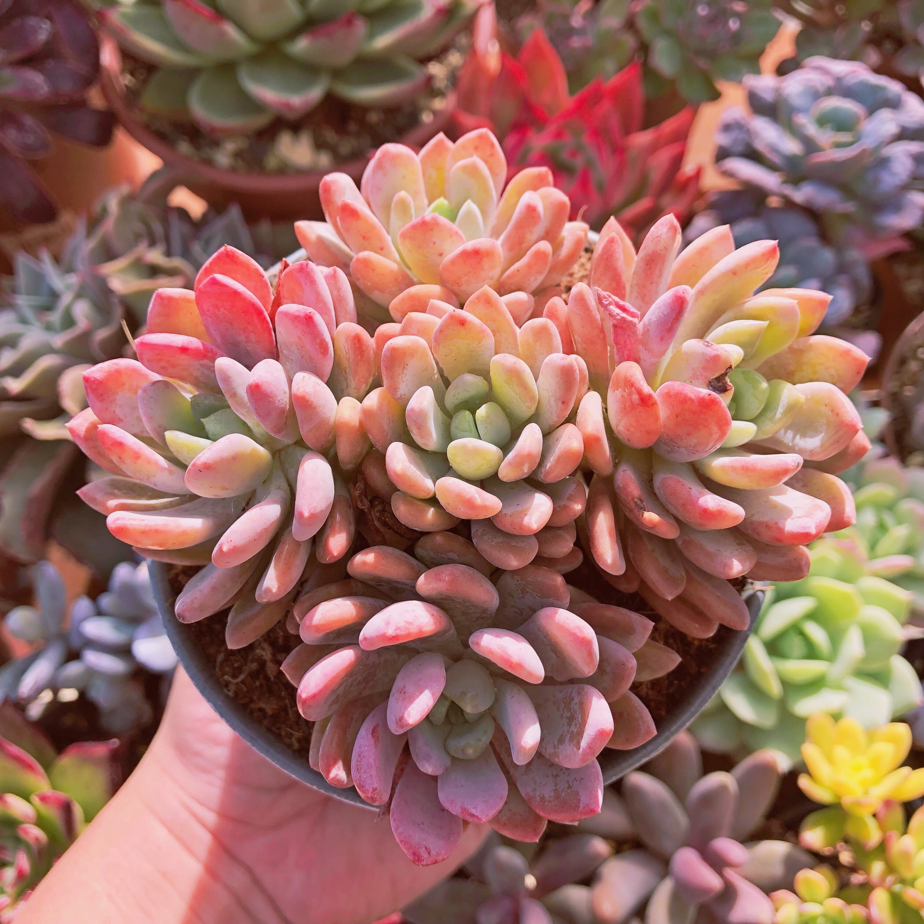 多肉植物　ピンクマハール　4～6頭　特大群生