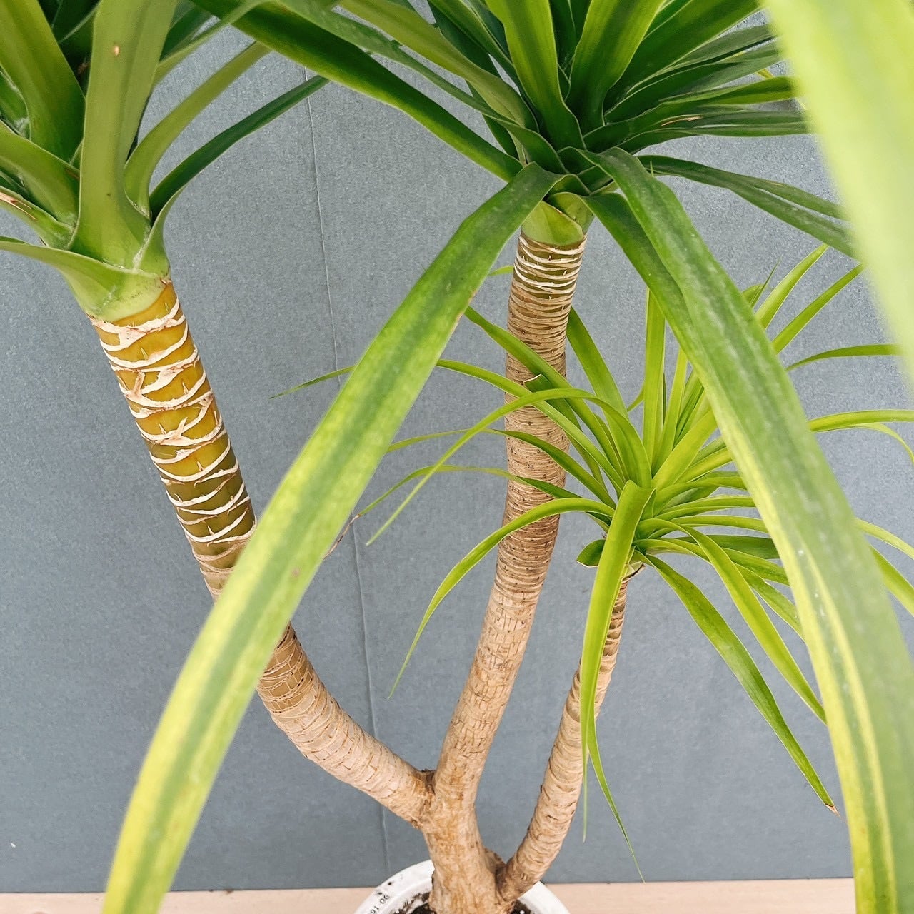 現品］【希少】81番 ドラセナ カンボジアーナ 8号 観葉植物 レア 室内
