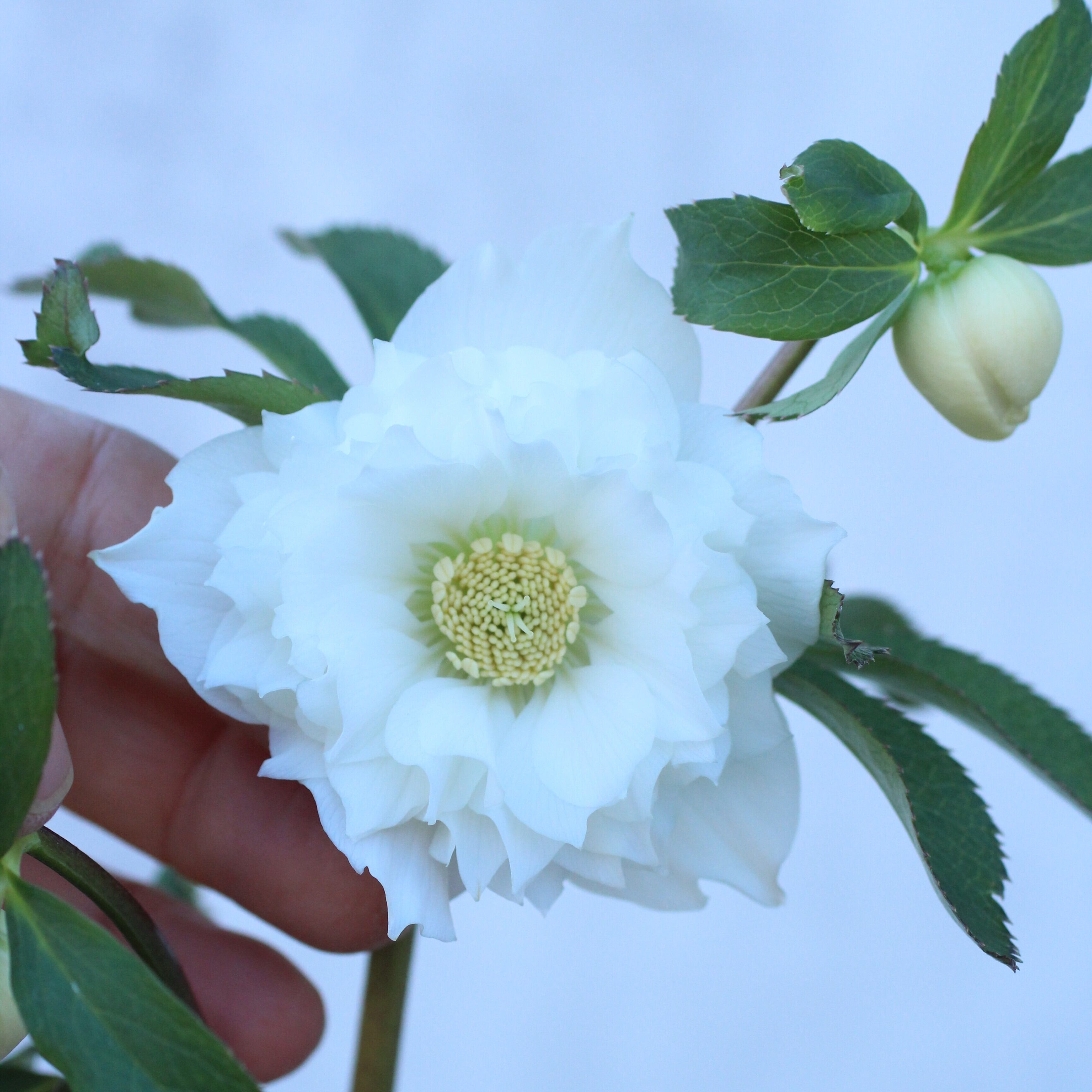 WS26-113 クリスマスローズ ウィンターシンフォニー レ・フレール