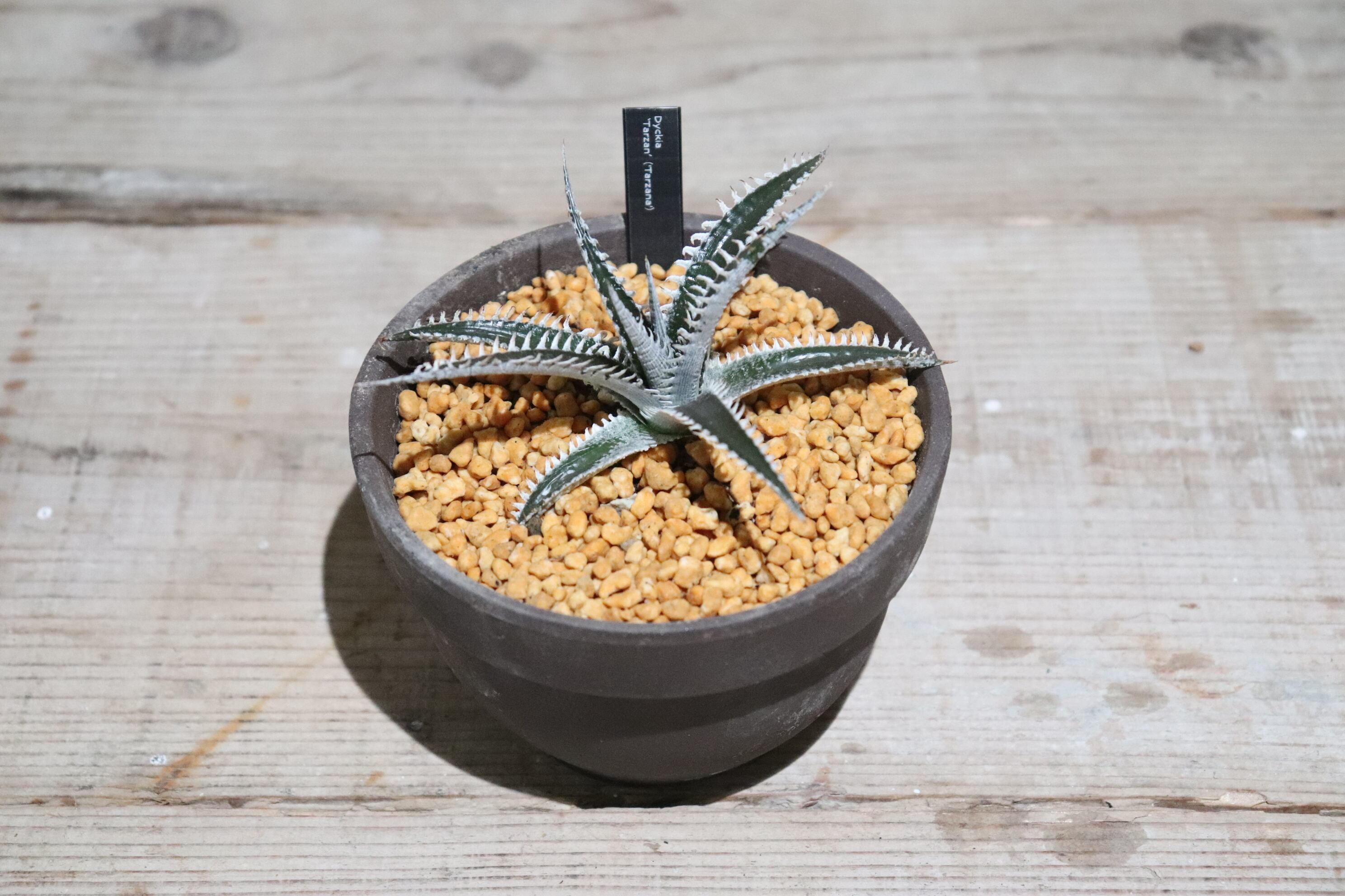 delicata Dyckia | ディッキア Maniax デリカータ × ディッキア
