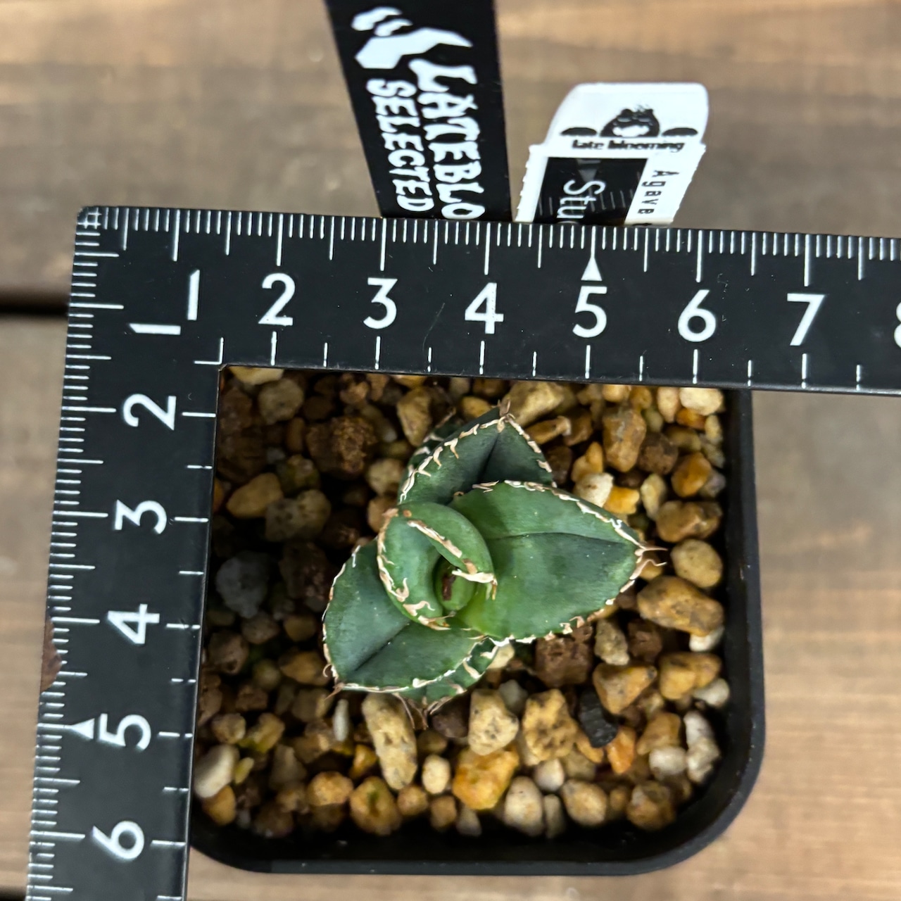 委) アガベ チタノタ スタッズタイプ(Studs Type)【1020】