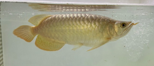 超烈龍(豚系） No.4731 ±20㎝