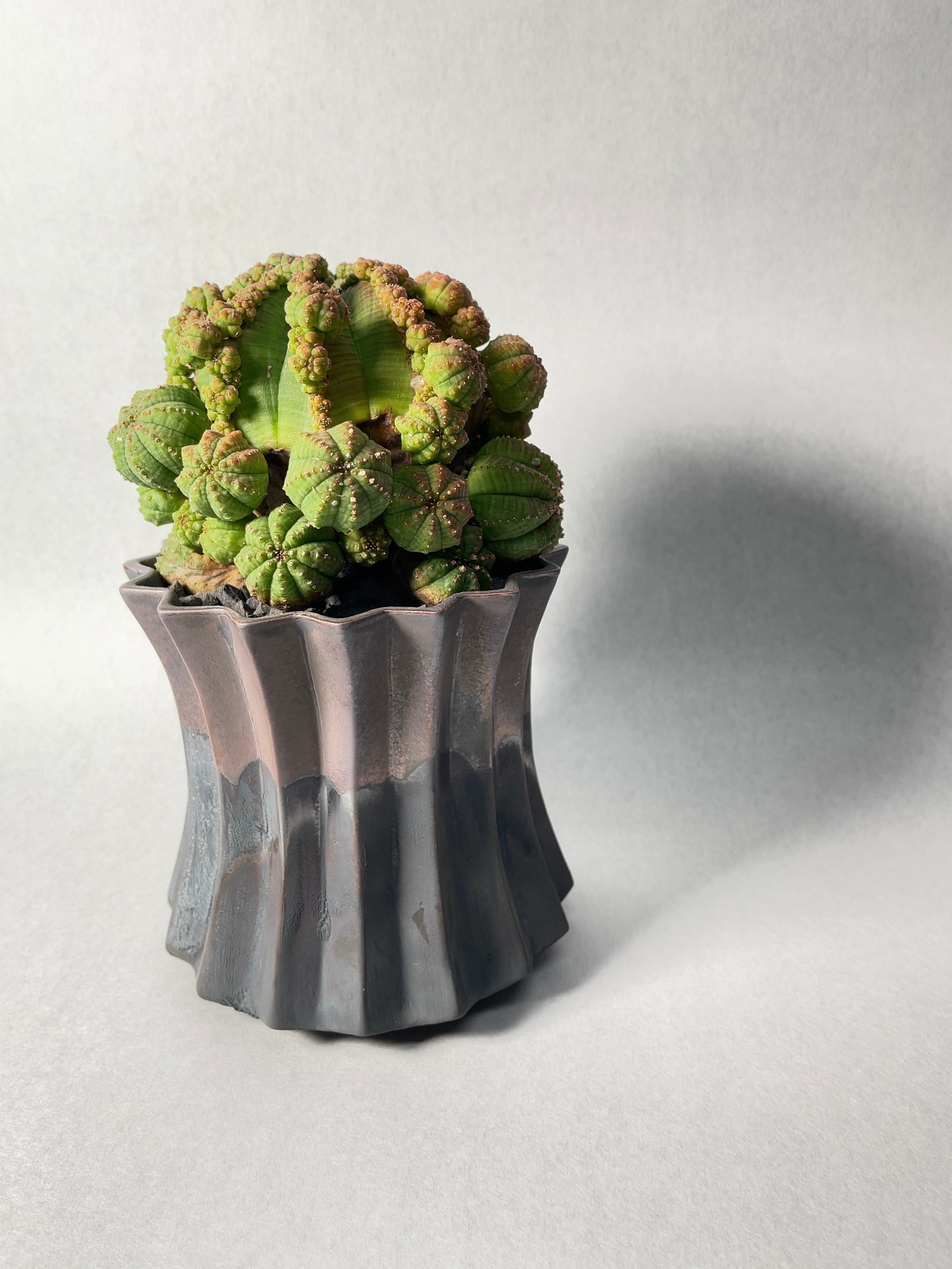 ユーフォルビア・仔吹きシンメトリカ | trigger