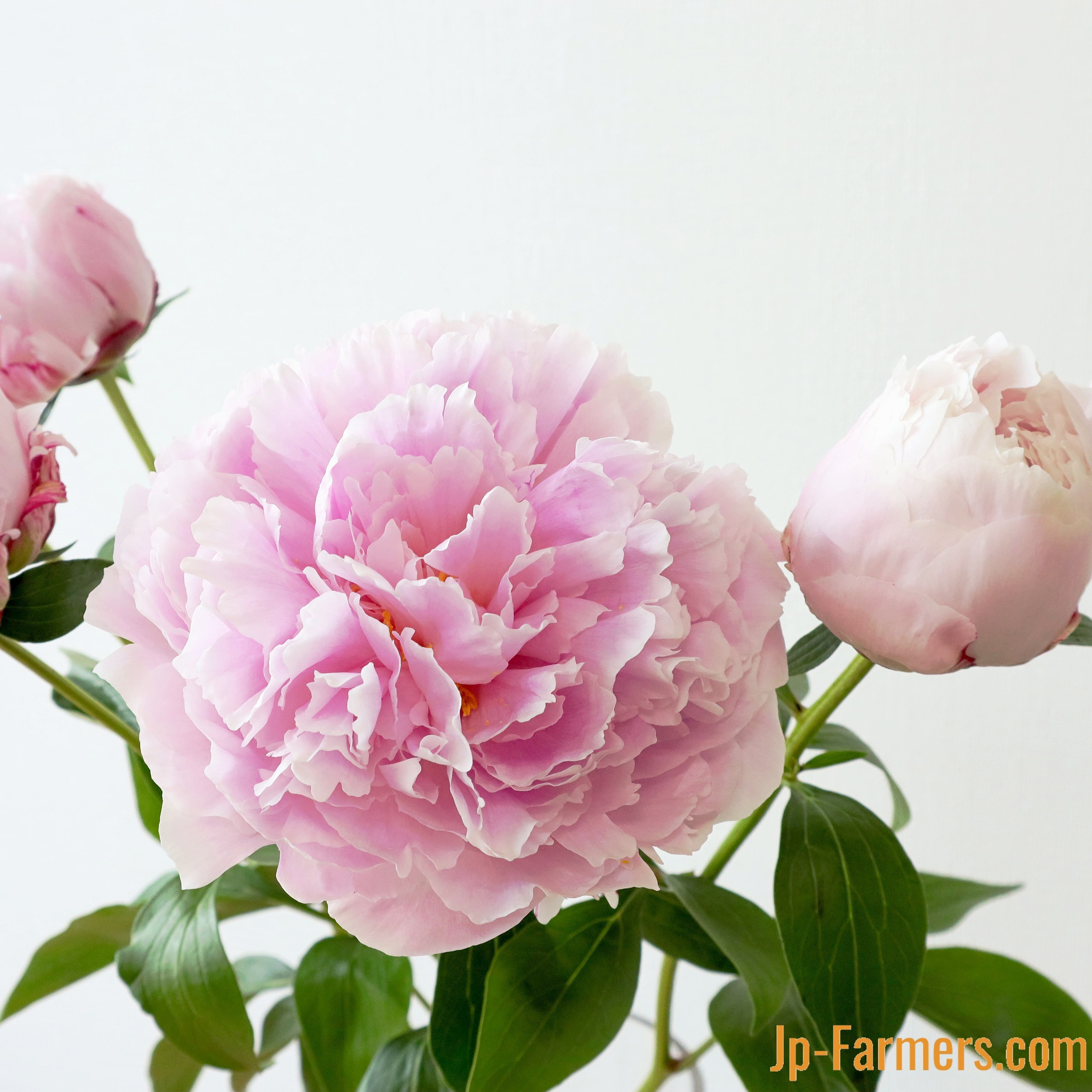 新潟県 みなみ魚沼農協 芍薬 サラベルナール 八重咲 10本 Jp Farmers Com