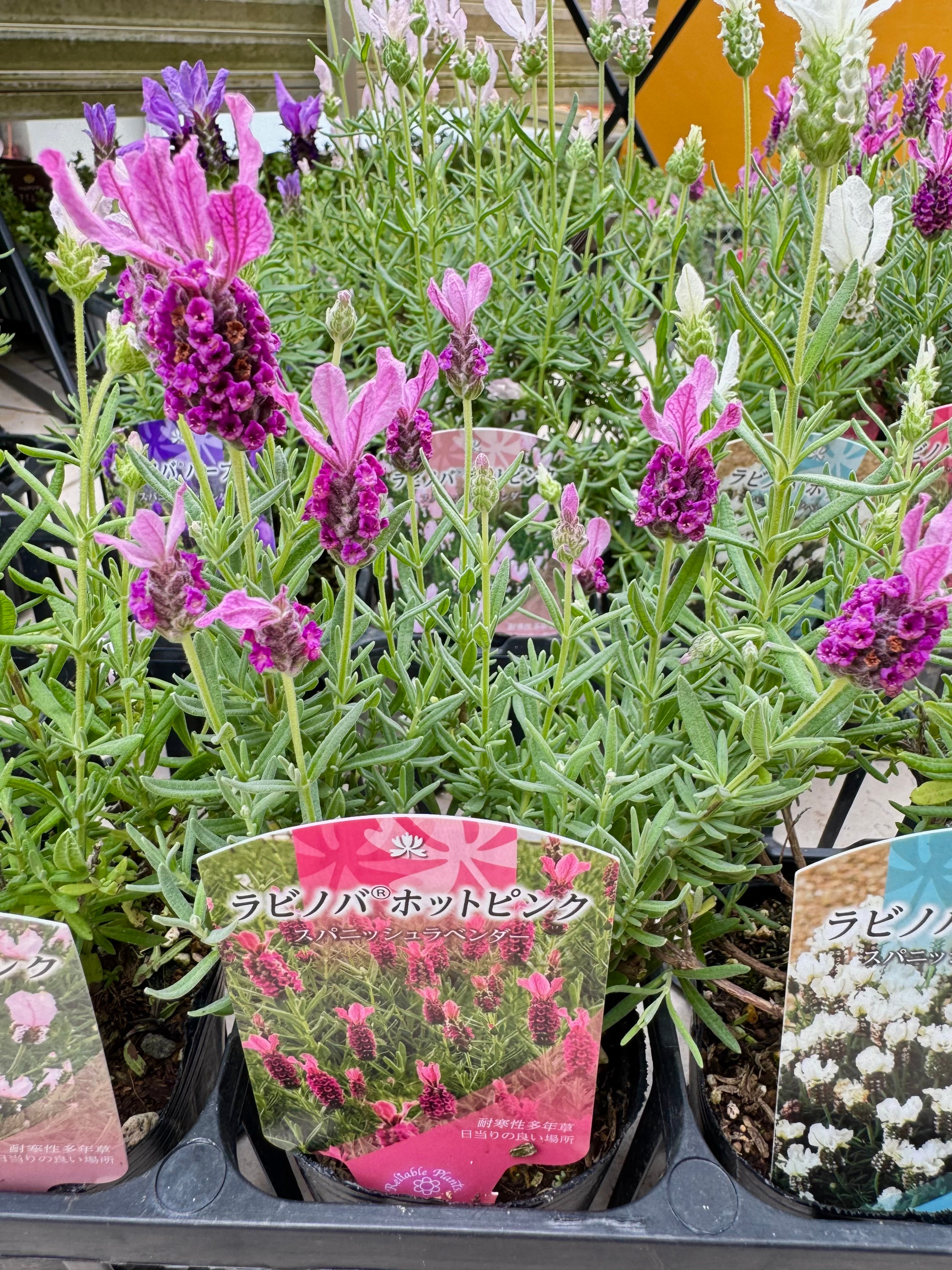 フレンチラベンダー ラビノバ ホットピンク2苗（3寸ポット）ハーブ